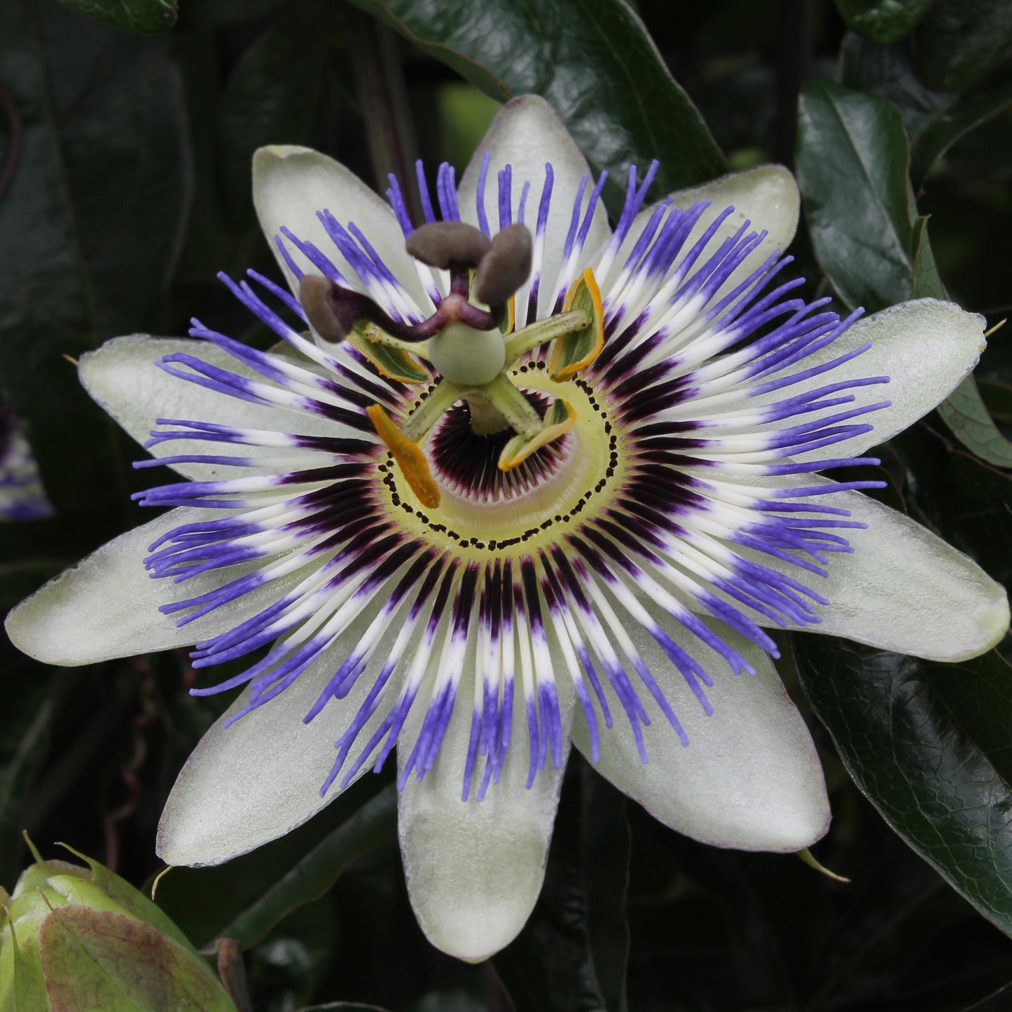 Passiflora Blau caerulea – Kletterpflanze Ø15cm, 65cm Höhe
