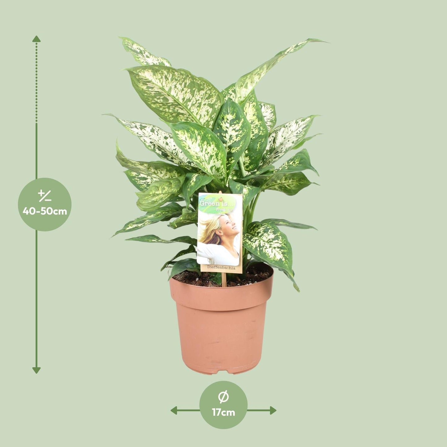 Dieffenbachia Compacta – Pflegeleichte Zimmerpflanze Ø17cm