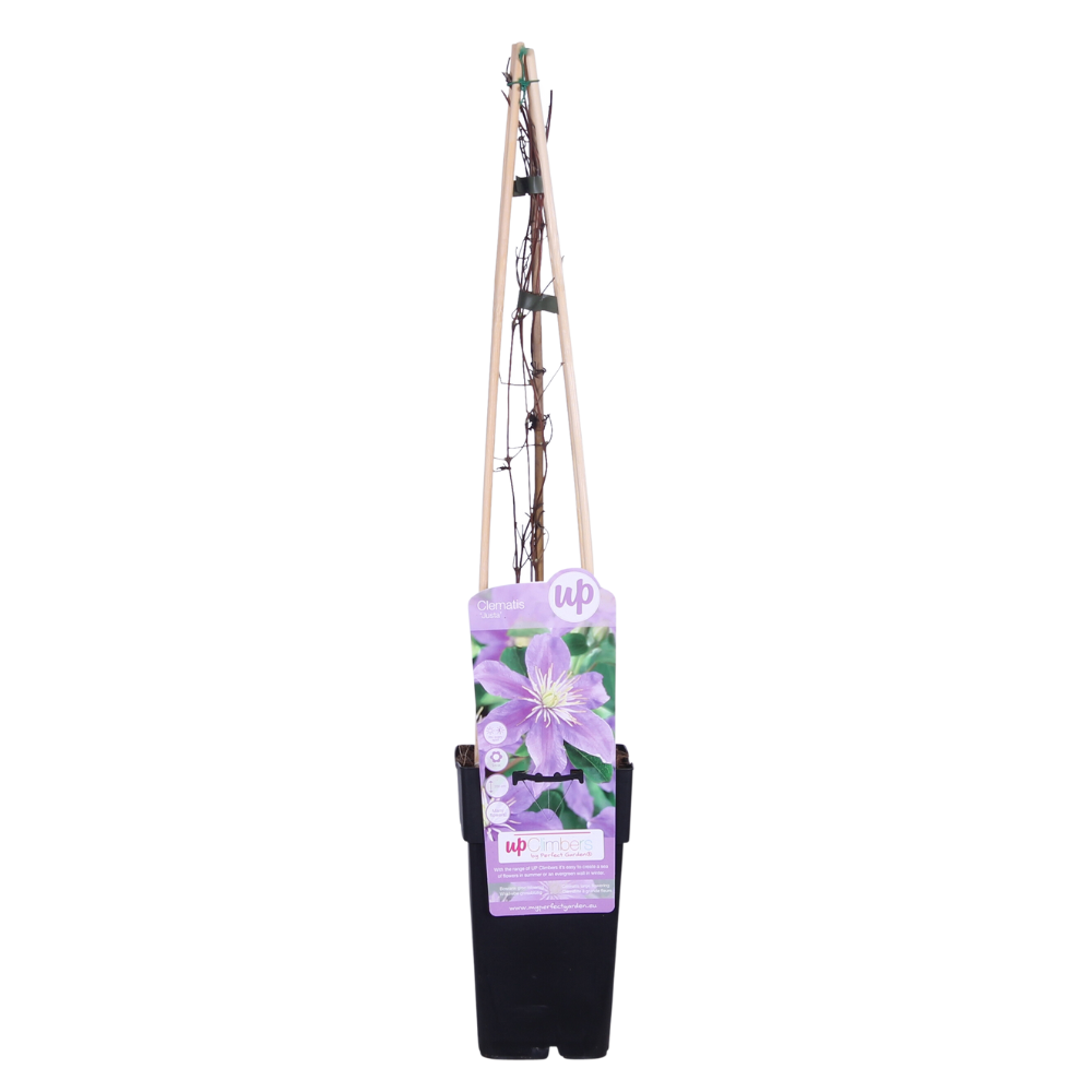 Clematis Justa – Blühende Kletterpflanze Ø15cm, 65cm hoch