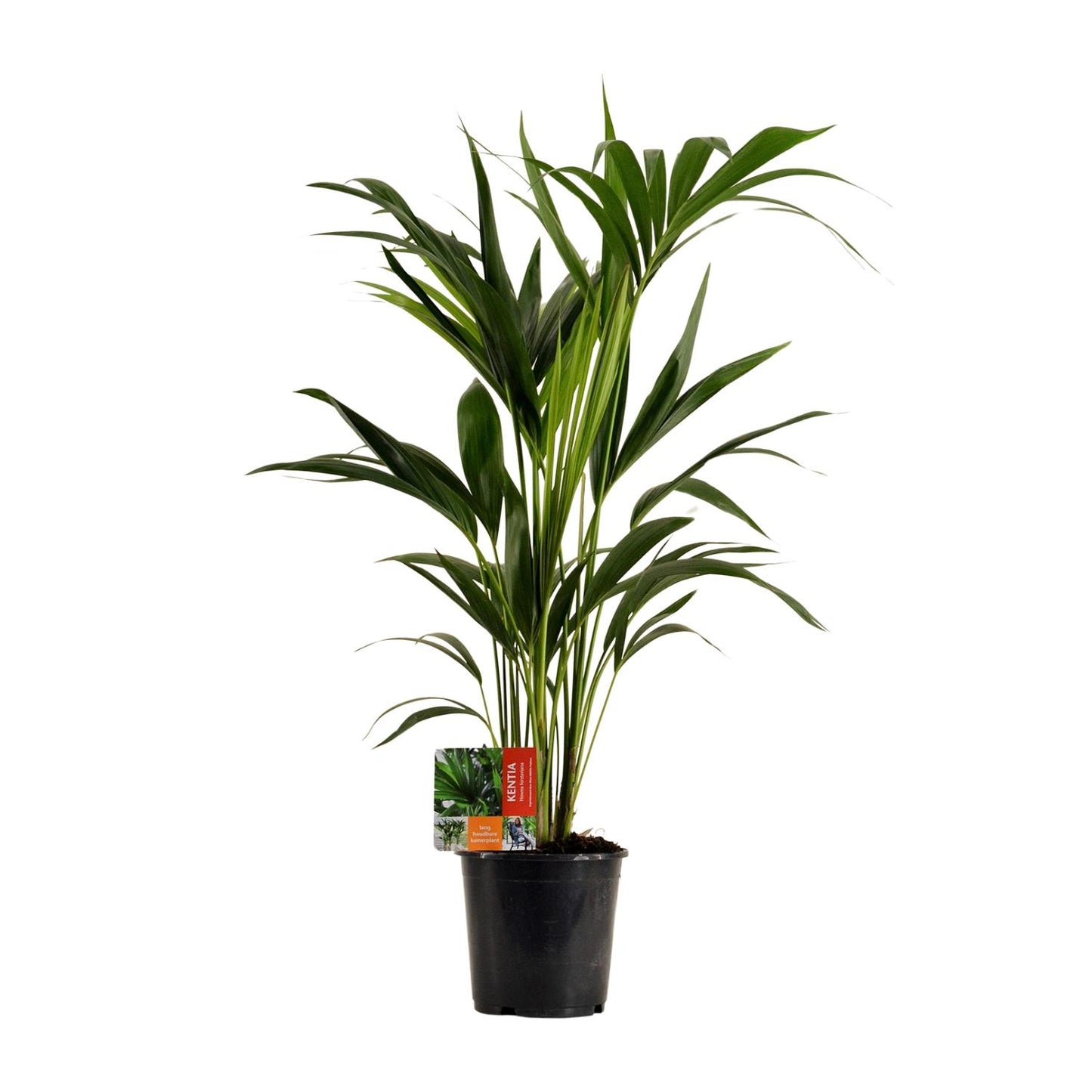 Kentia-Palme (Howea Forsteriana) – Ø19cm, ca. 100cm hoch