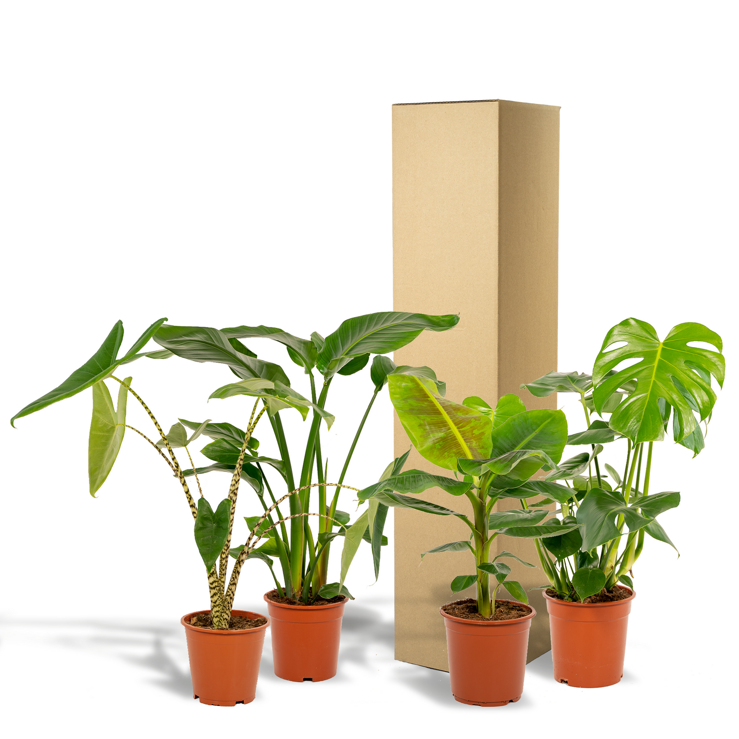 Exklusives Zimmerpflanzen-Set: Monstera, Alocasia, Strelitzia & Musa