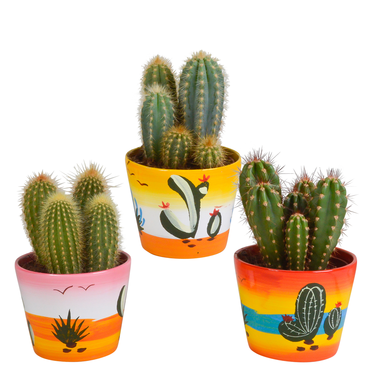 Cereus-Mischung 3er Set in handbemaltem Mexiko-Topf 10,5 cm
