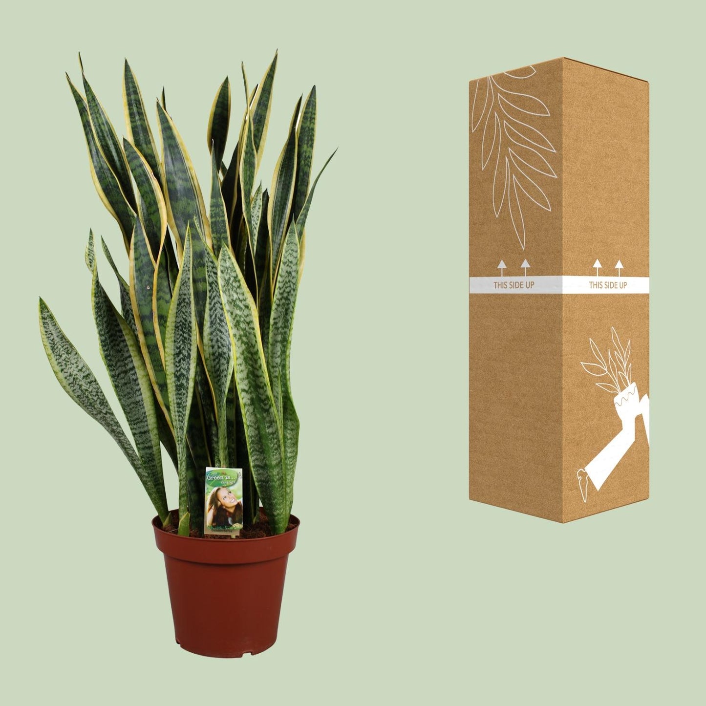 Sansevieria Laurentii – Pflegenleichter Bogenhanf Ø27cm, 100cm hoch