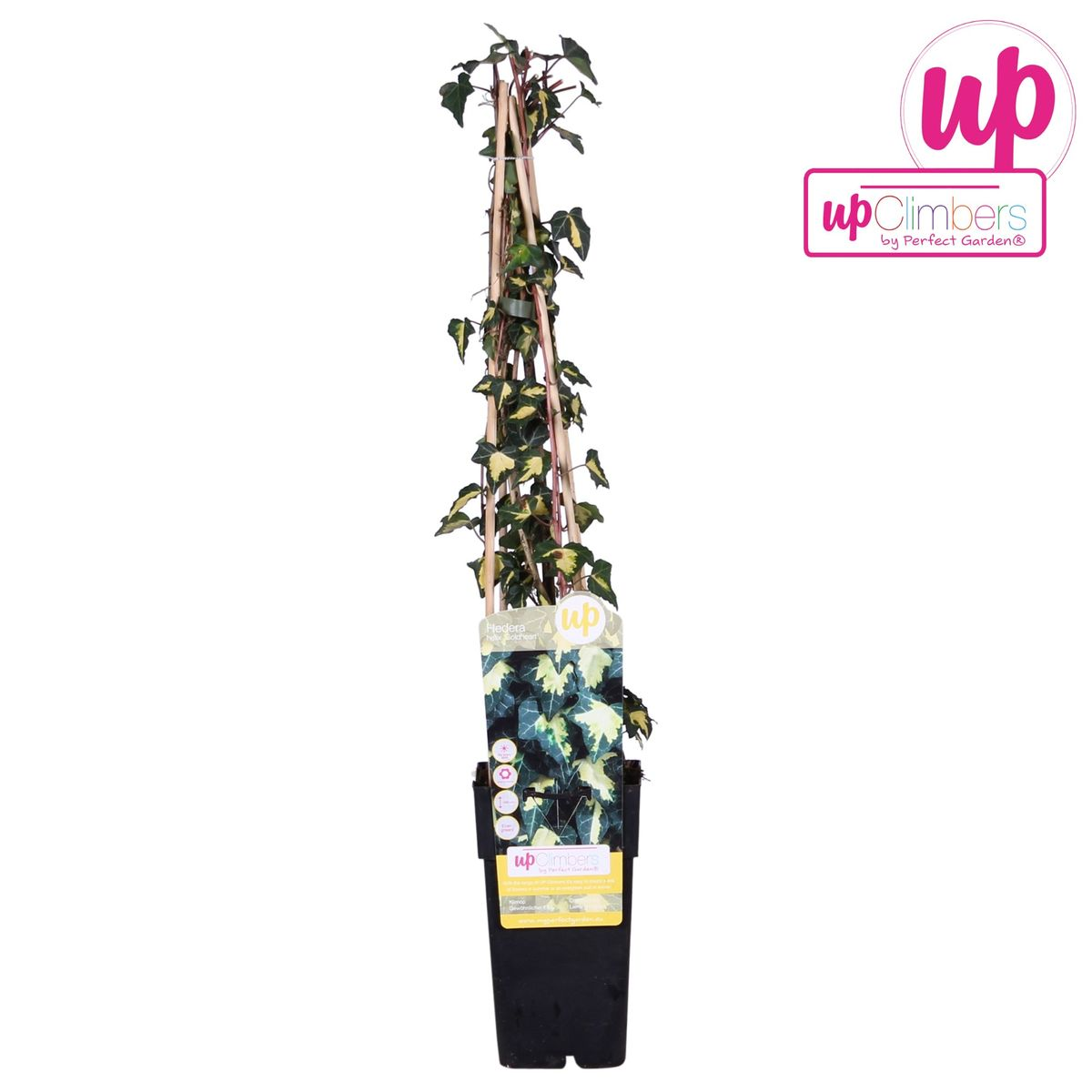 Hedera helix 'Goldheart' – Pflegeleichte Efeutute Ø15cm