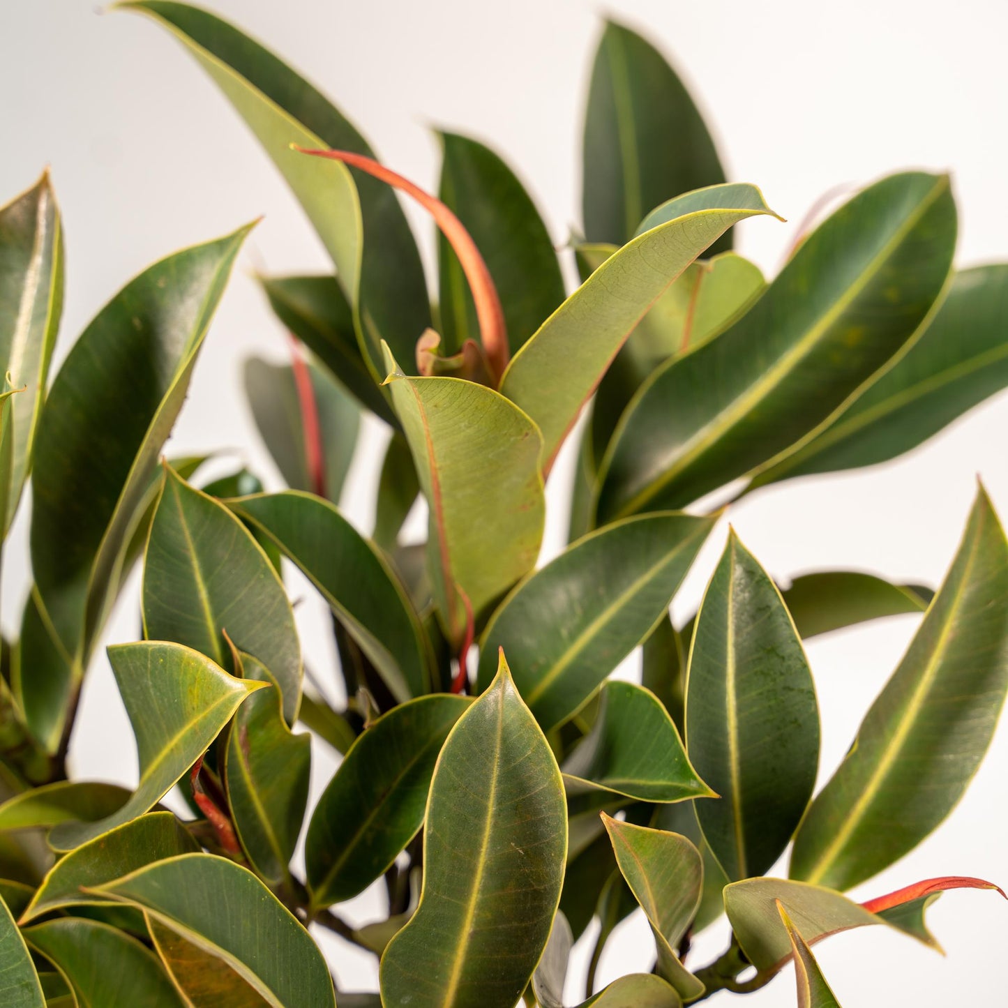 Ficus elastica Melany mit Korb – 90 cm, Ø 21 cm