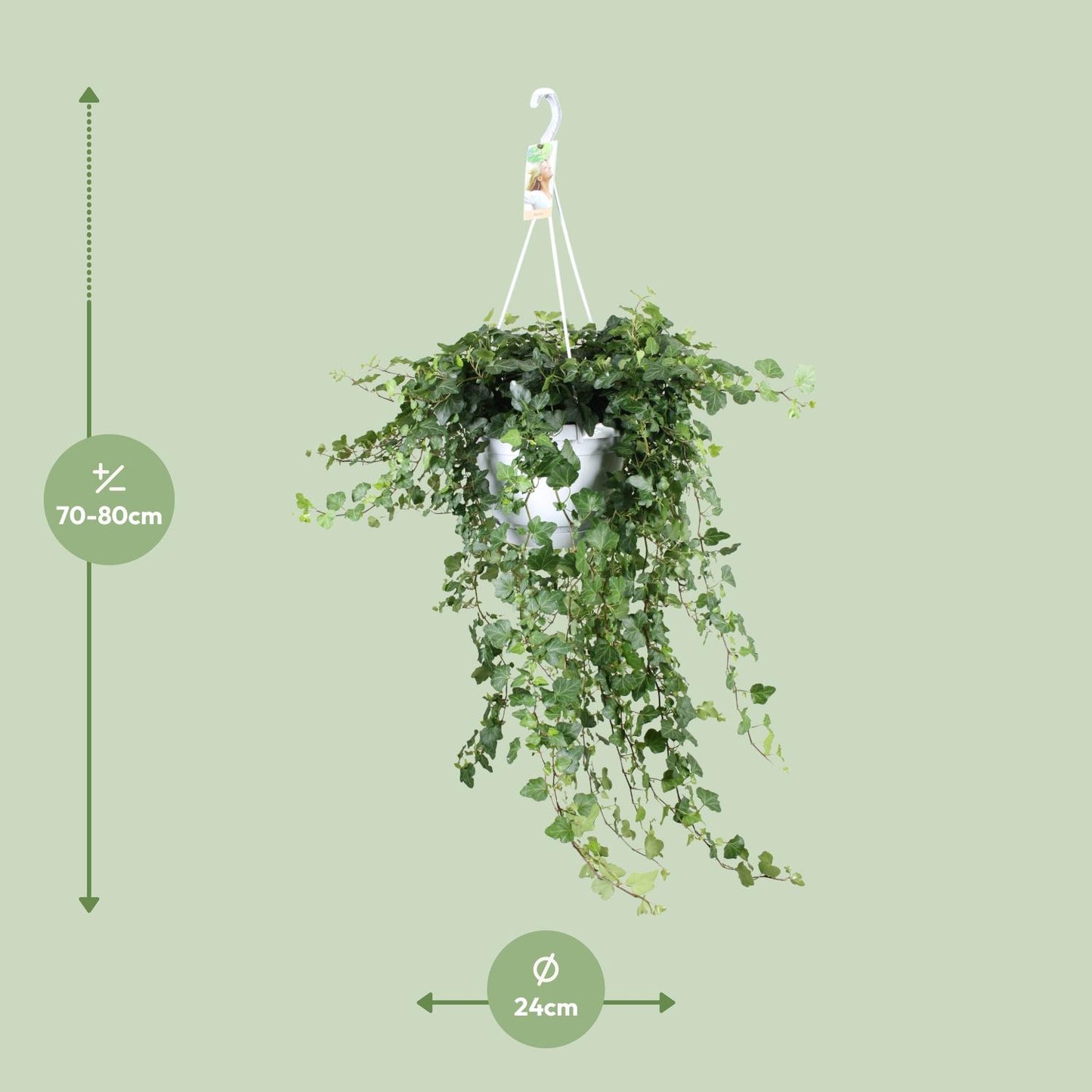 Hedera Wonder Green – Pflegeleichter Efeu Ø24cm, 70cm hoch