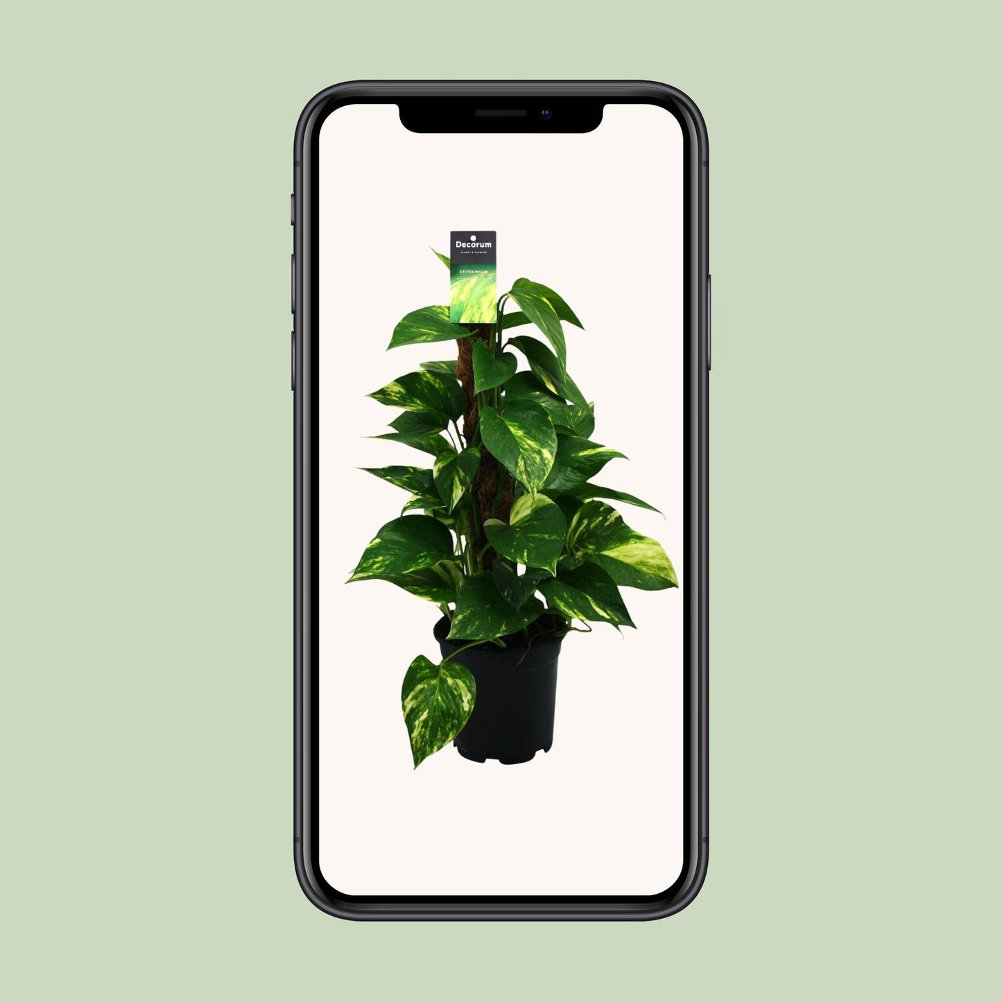 Scindapsus (Epipremnum) – pflegeleichte Zimmerpflanze Ø15cm
