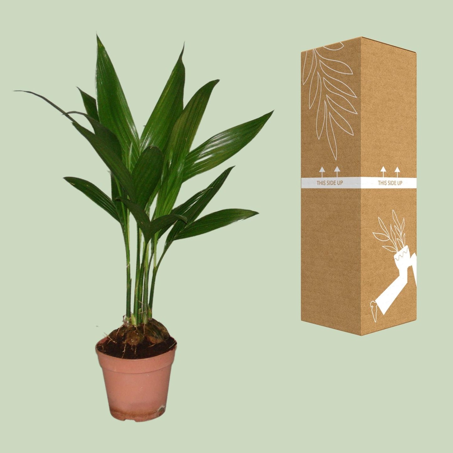 Areca Catechu – Pflegeleichte Palme Ø12cm, 50cm hoch