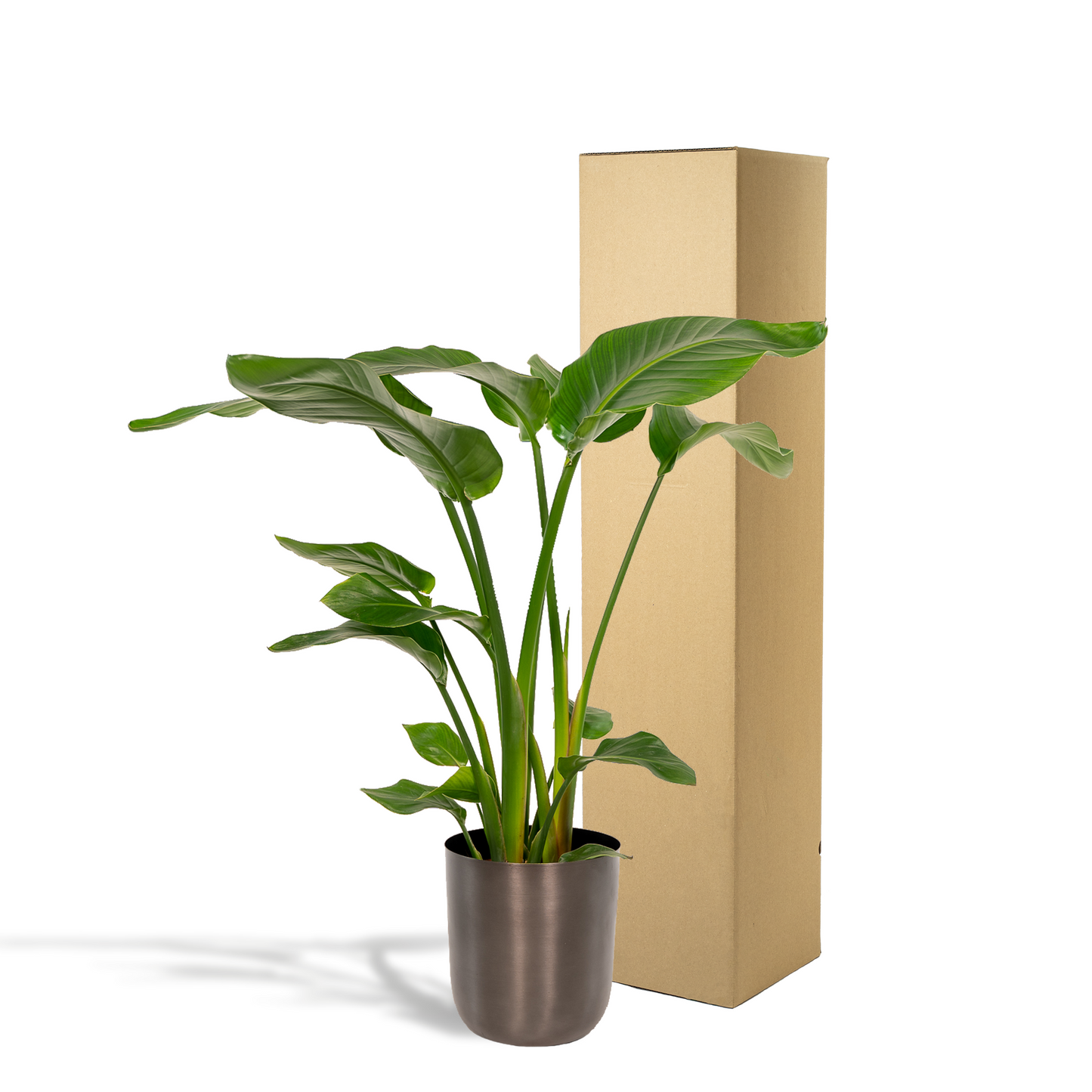 Strelitzia Nicolai Ø19cm - Baumstrelitzie mit Topf Mayk Lead