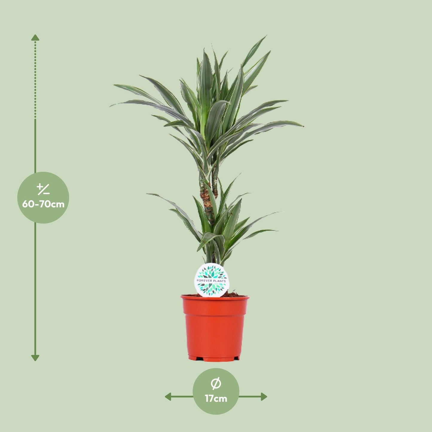 Dracaena Warneckei – pflegeleichter Drachenbaum Ø17cm, 65cm hoch