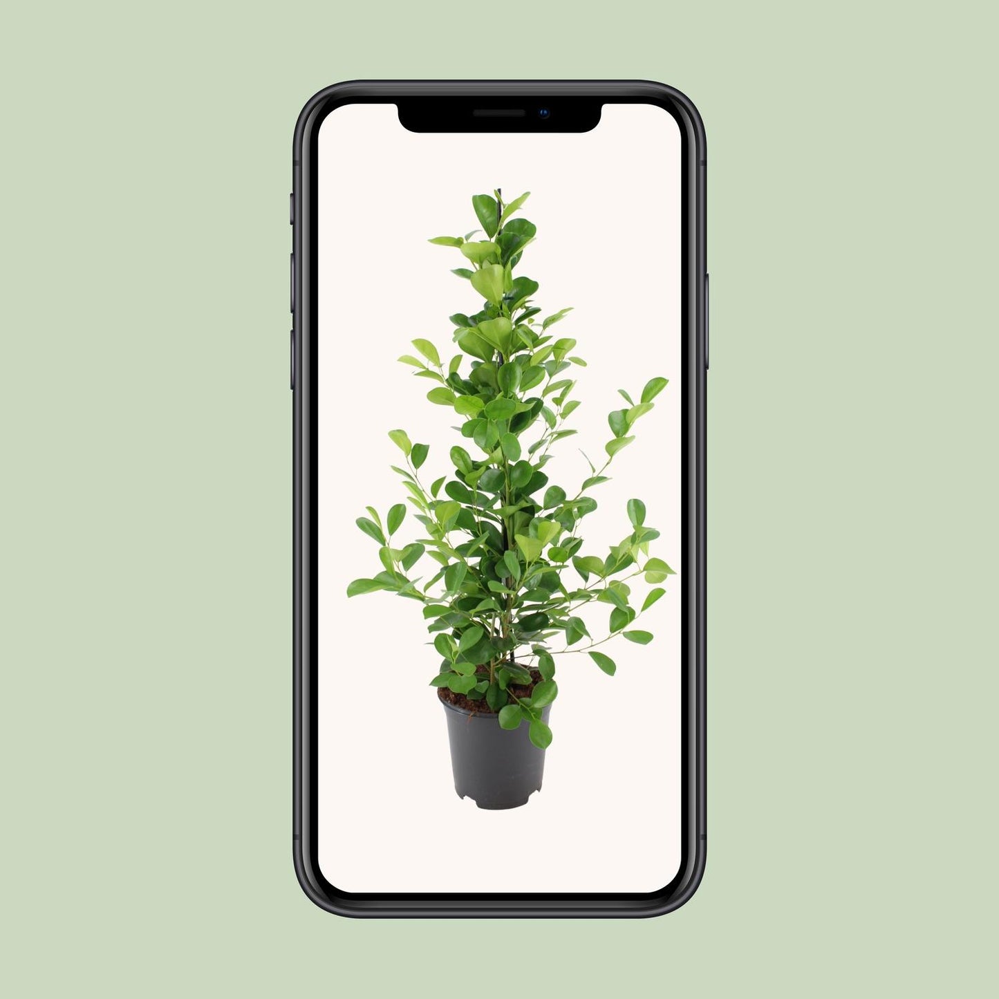 Ficus microcarpa Moclame – pflegeleichter Blattschmuck Ø21cm