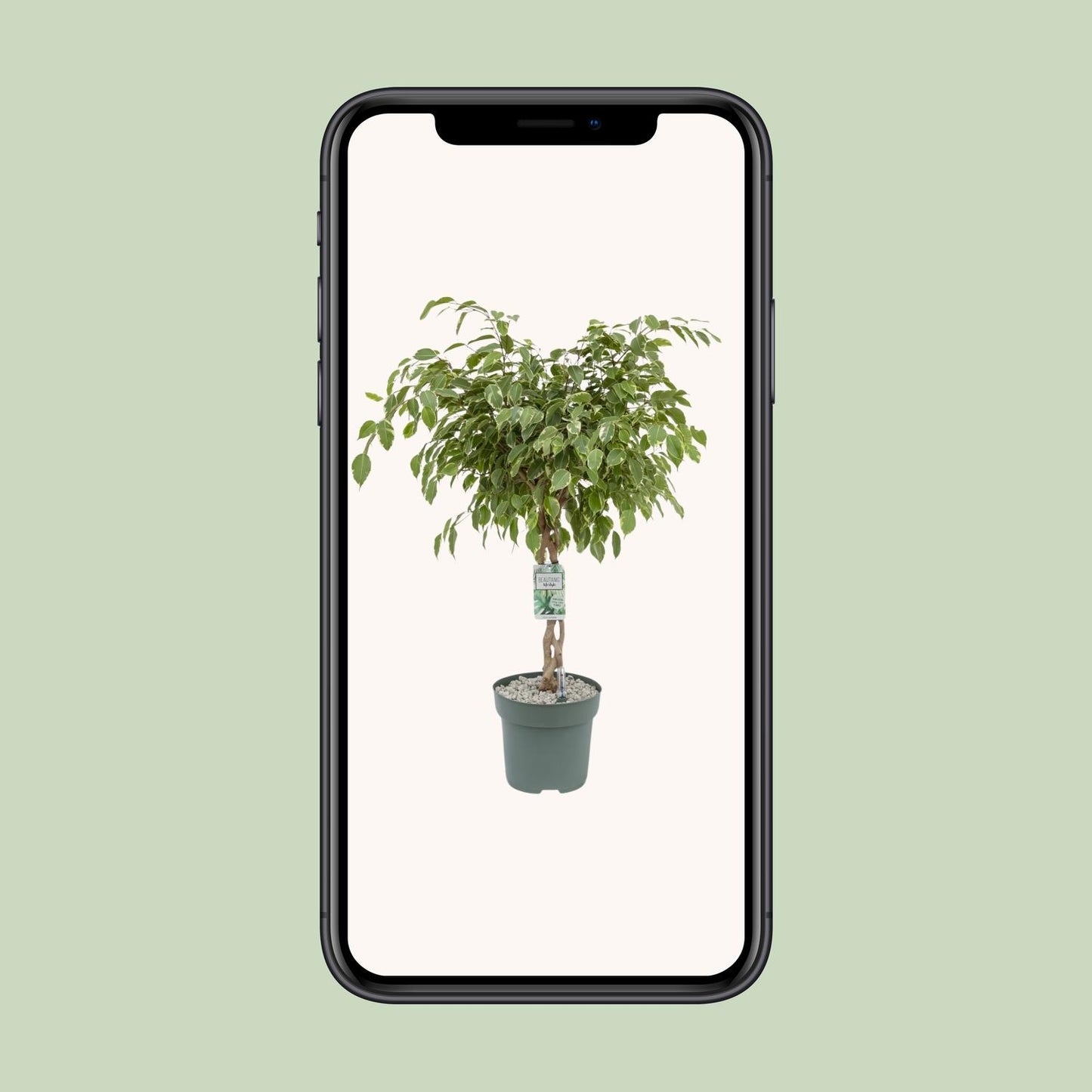 Ficus Safrana / Golden King – Pflegeleichter Zimmerbaum Ø27cm