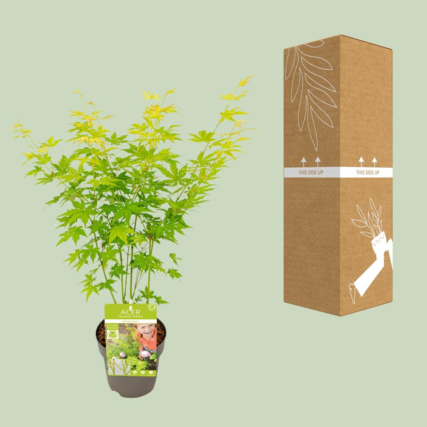 Acer palmatum Going Green – Eleganter Zimmerahorn Ø15cm