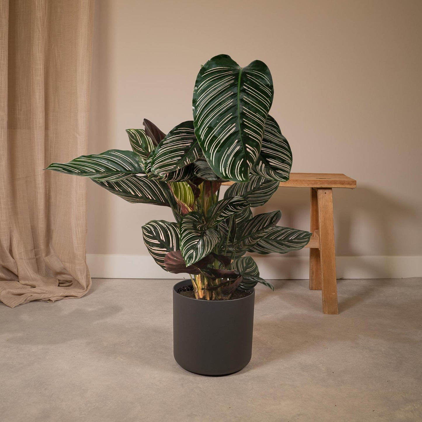 Calathea Ornata – Elegante Zimmerpflanze Ø19cm