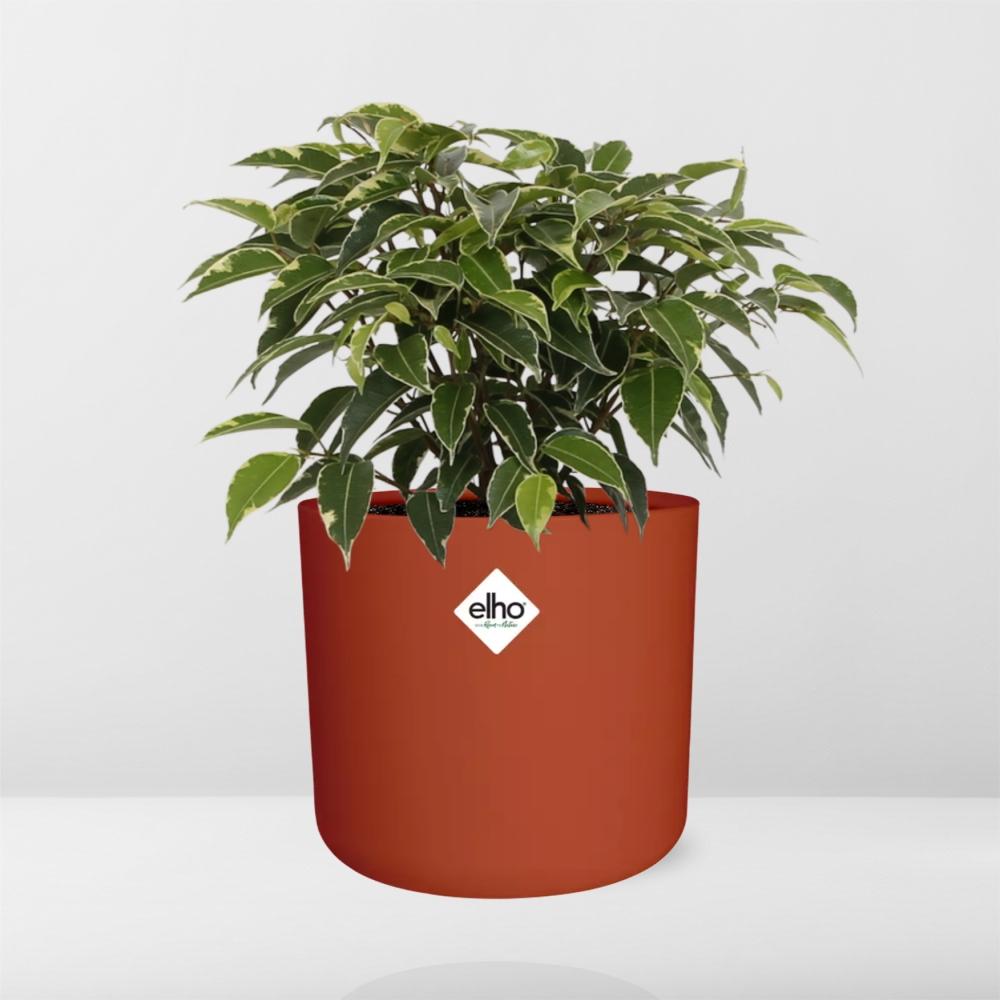Ficus Benjamina Kinky im ELHO b.for soft rond 14cm Topf brique