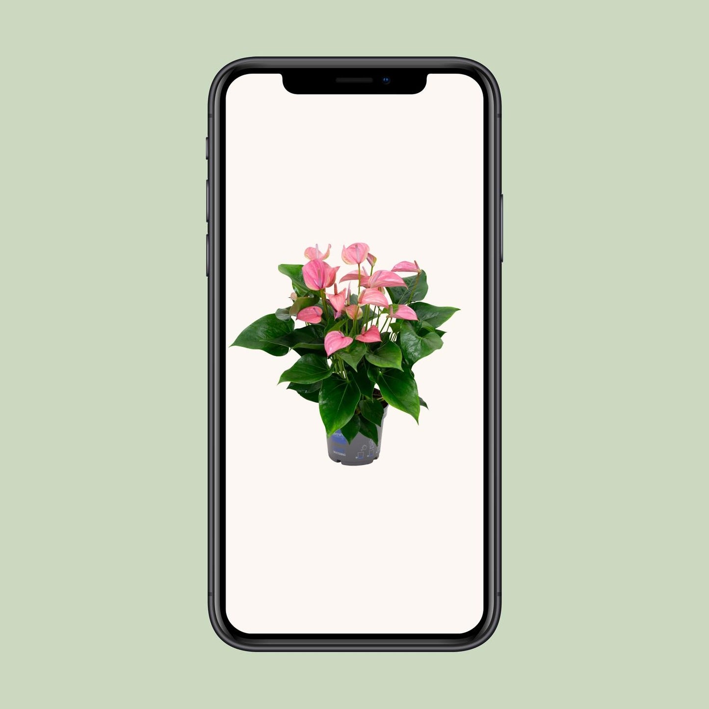 Anthurium KARMA Joli – Elegante Zimmerpflanze Ø17cm