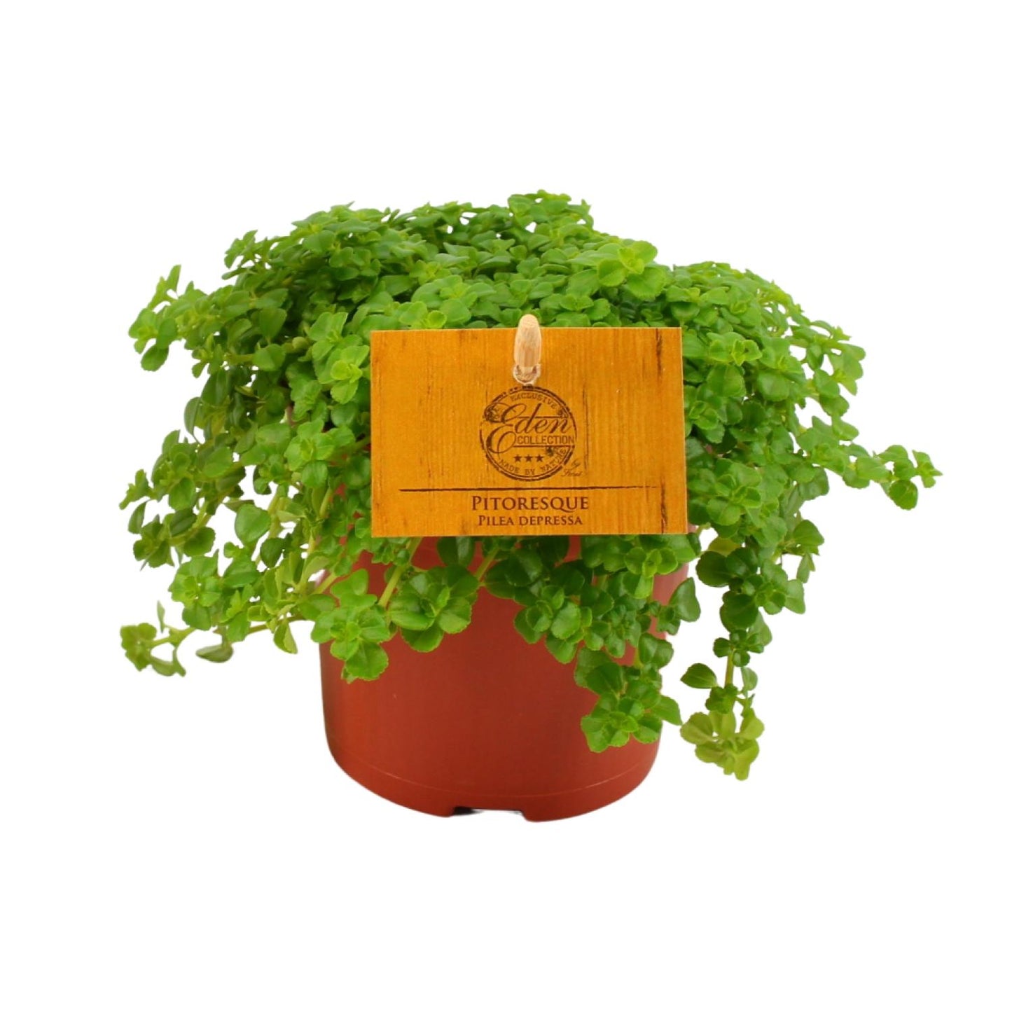 Pilea Depressa – Pflegeleichte Aluminium-Pflanze Ø12cm
