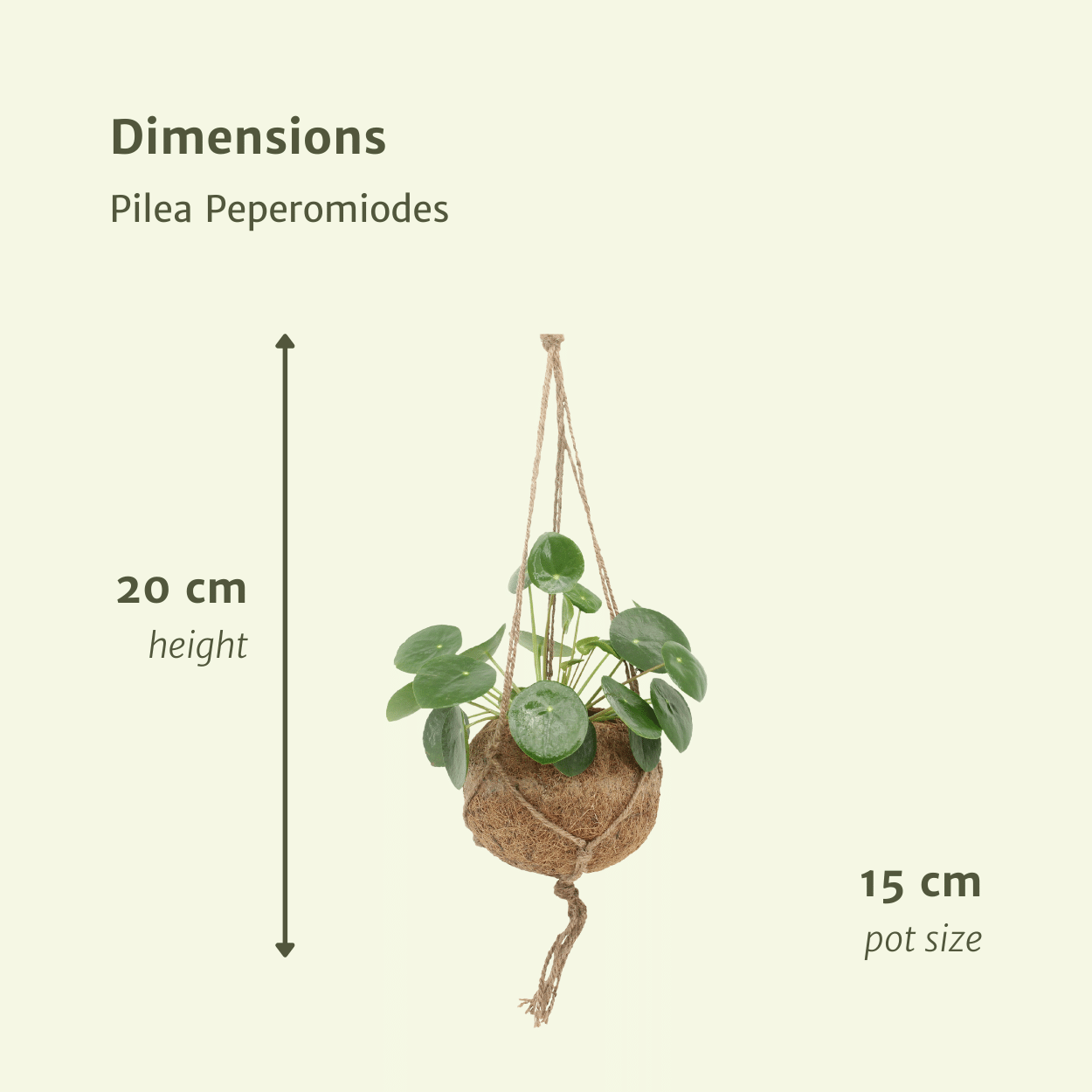 2x Kokodama Pilea Peperomiodes – Pfannkuchenpflanze Ø15cm