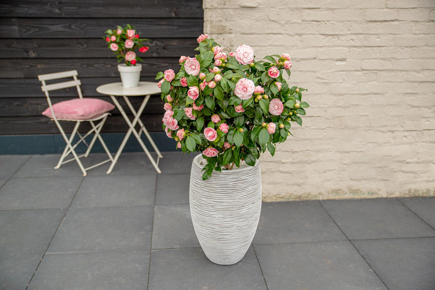 Camellia japonica Bonomiana – Eleganter immergrüner Strauch Ø19cm