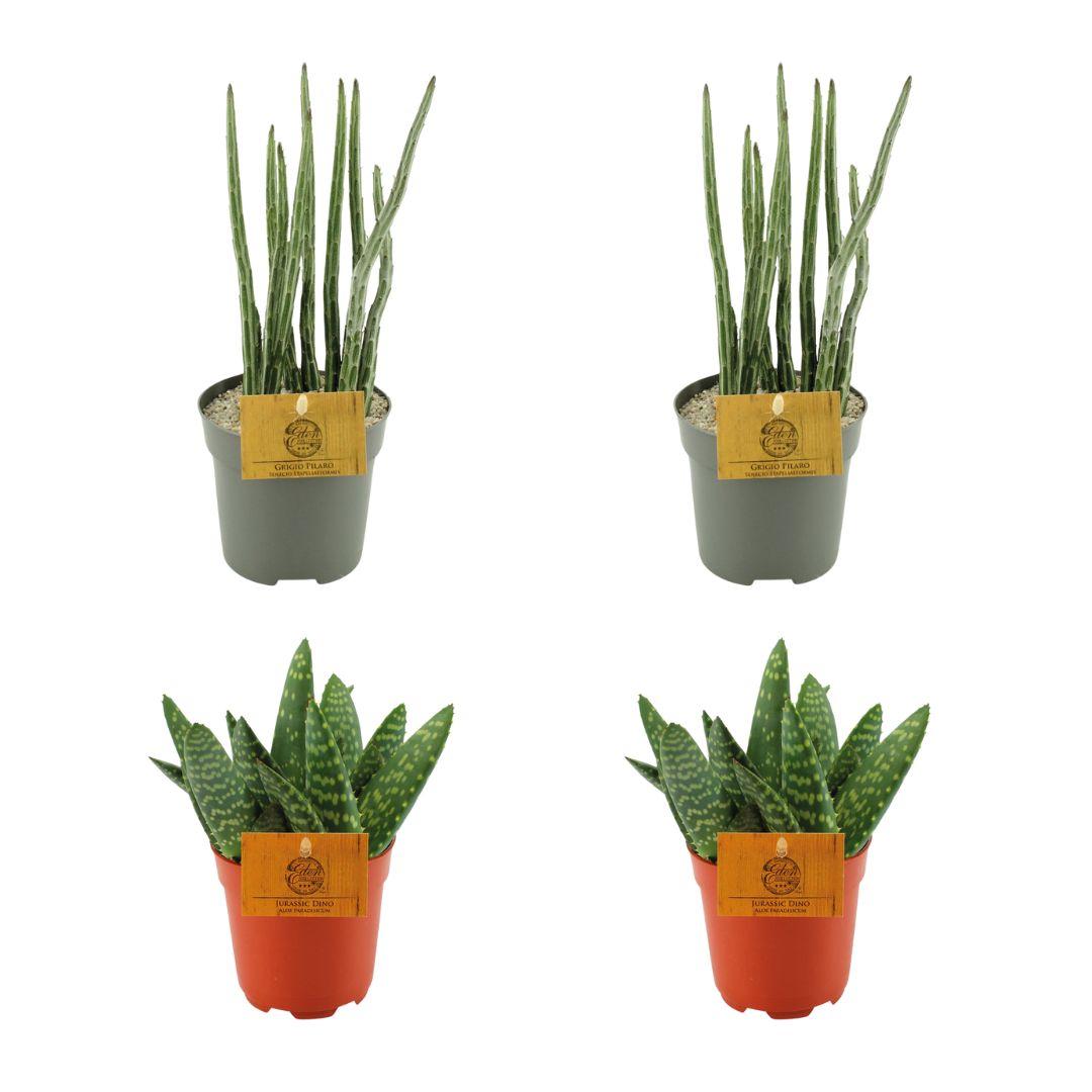 2x Aloe Paradisicum + 2x Senecio Stapeliaeformis - 4 stuks - Ø10.5cm - ↕10cm