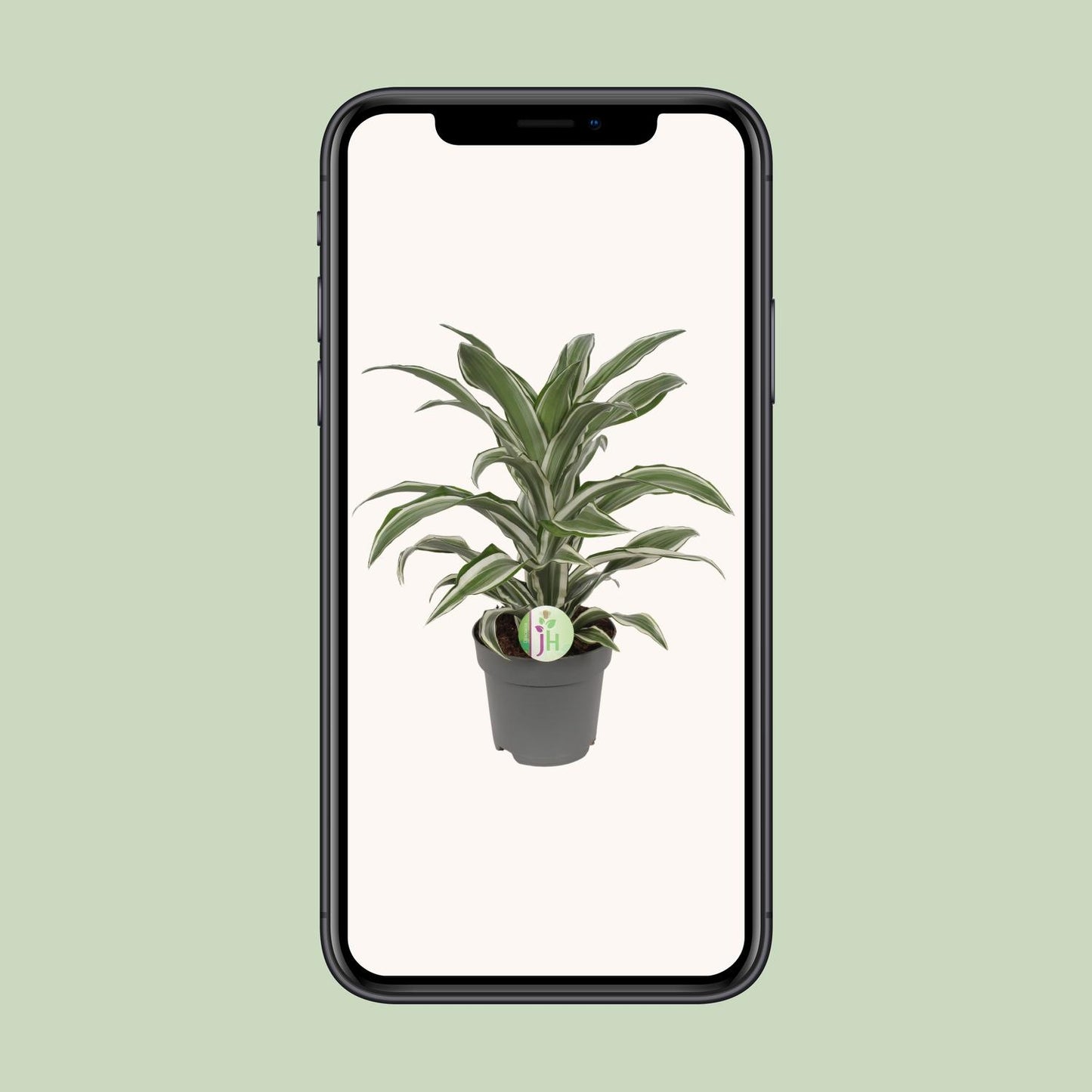 Dracaena Fragrans Weiß – Pflegeleichte Zimmerpflanze Ø17cm