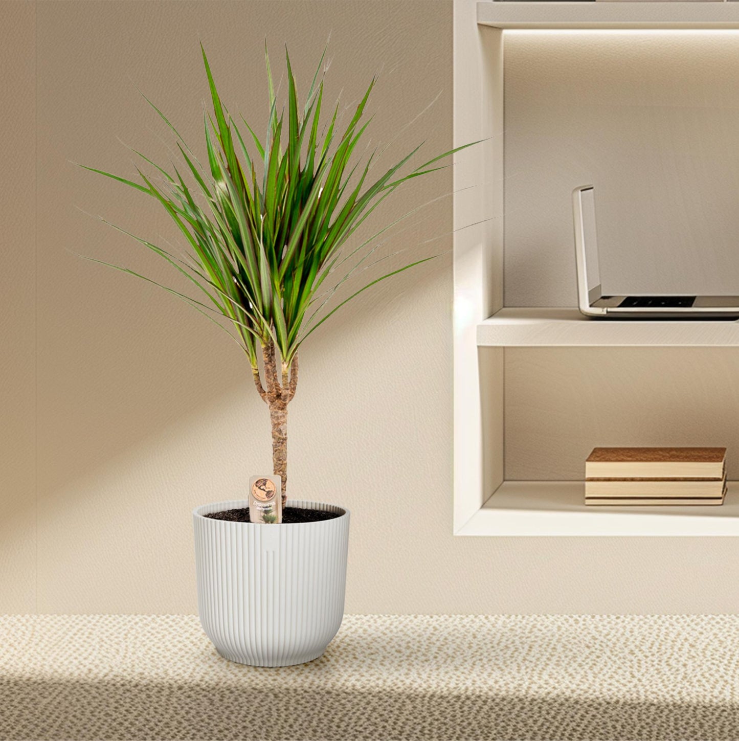Dracaena Marginata – Pflegeleichter Drachenbaum Ø14cm, 60cm hoch