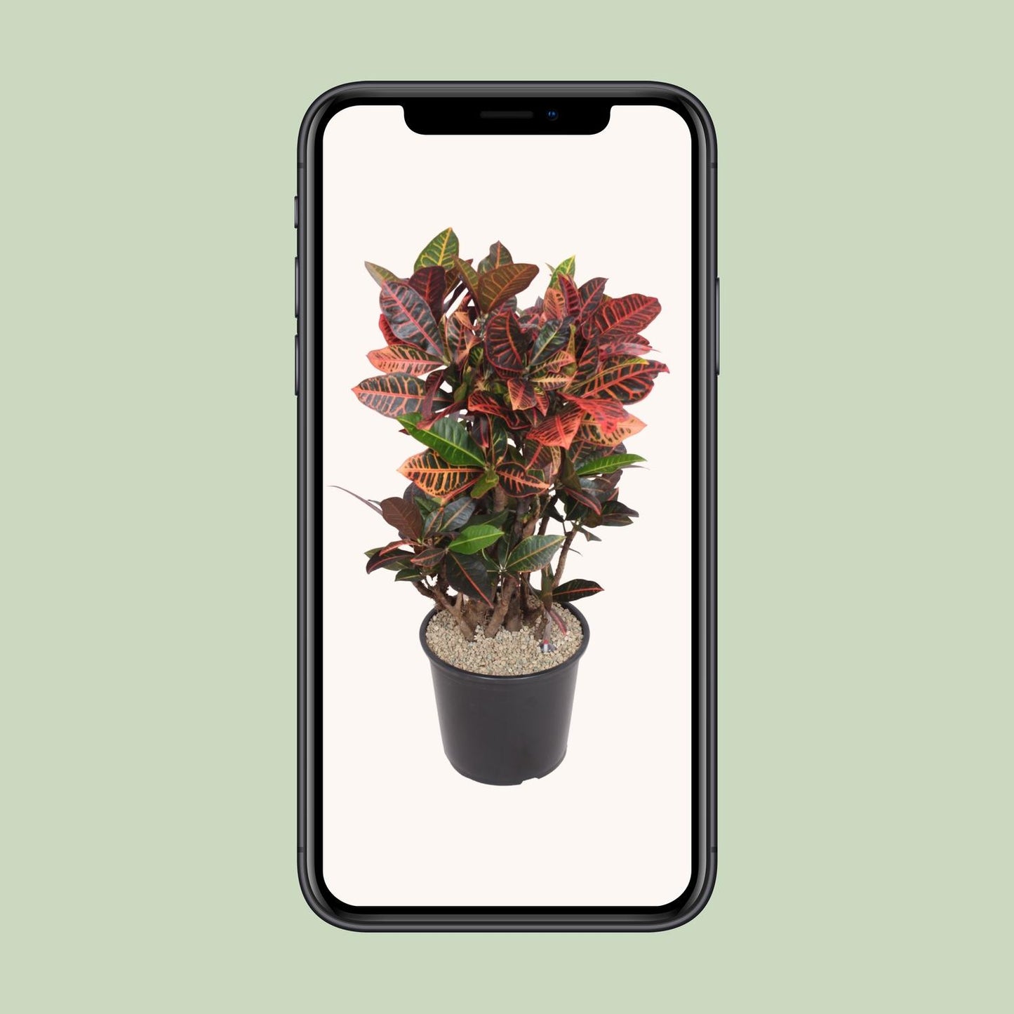 Codiaeum Petra (Croton Petra) – Ø32 cm, ca. 100 cm hoch