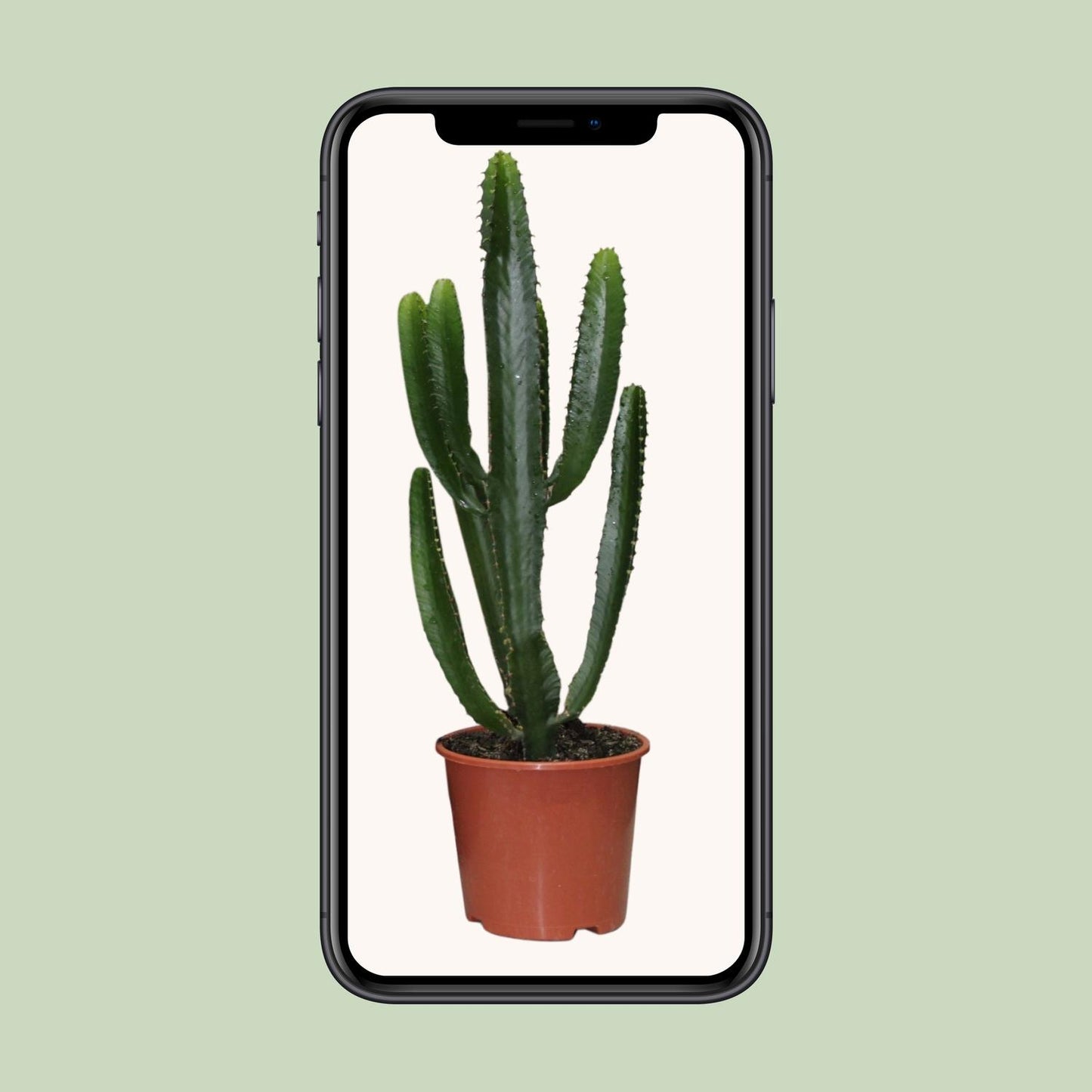 Euphorbia Triangularis – Stilvolle, pflegeleichte Zimmerpflanze Ø17cm