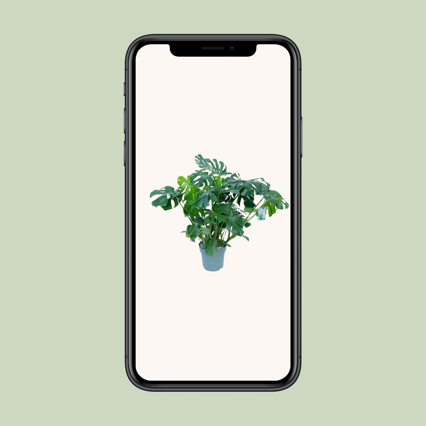 Monstera Deliciosa – Stilvolle & Pflegeleichte Zimmerpflanze Ø30cm