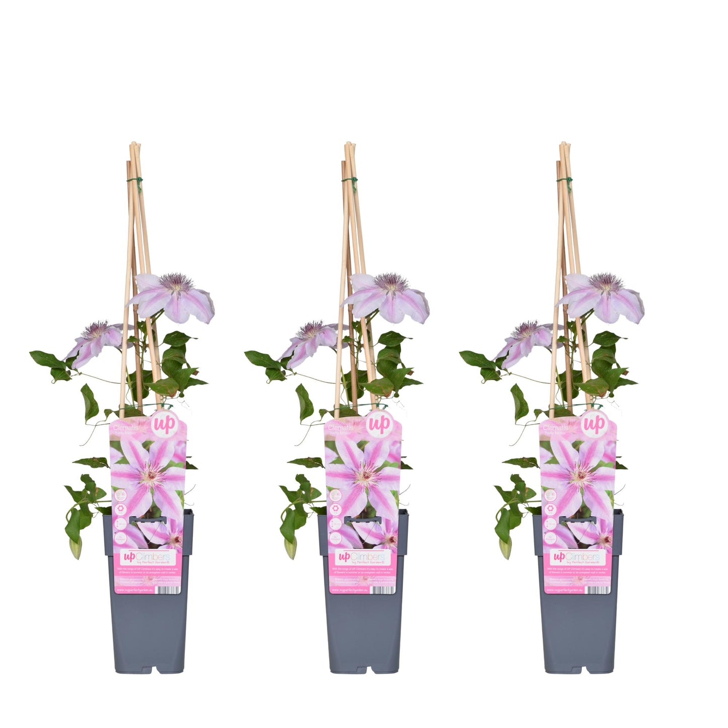 3x Clematis Nelly Moser – Blühende Kletterpflanze Ø15cm