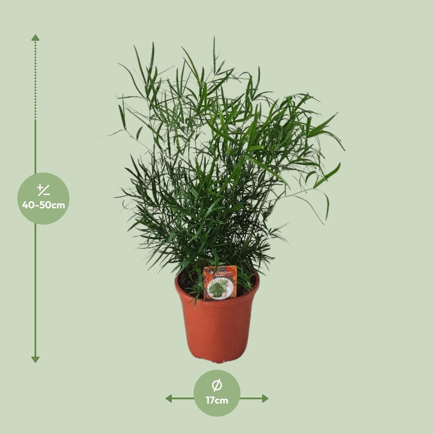 Asparagus Falcatus – Eleganter Spargel-Farn Ø17cm, 55cm hoch