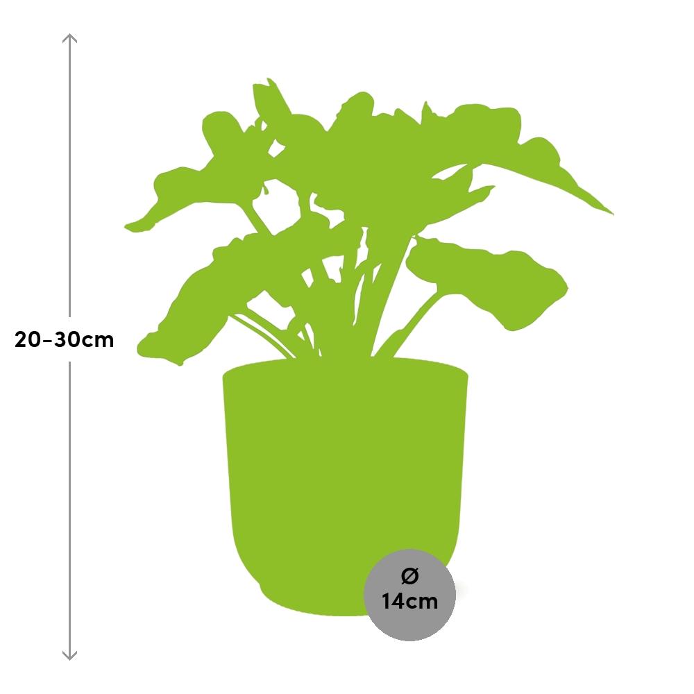 Philodendron Atom im ELHO Vibes Fold 14cm Topf rosa