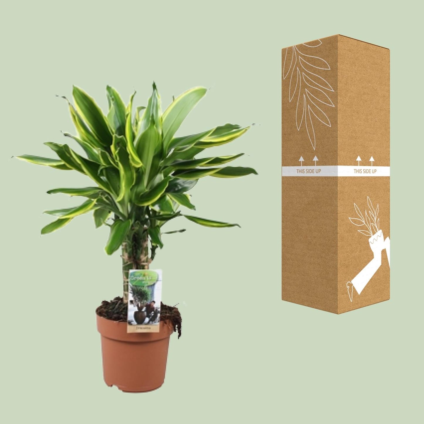 Dracaena Golden Coast – Pflegeleichter Drachenbaum Ø17cm