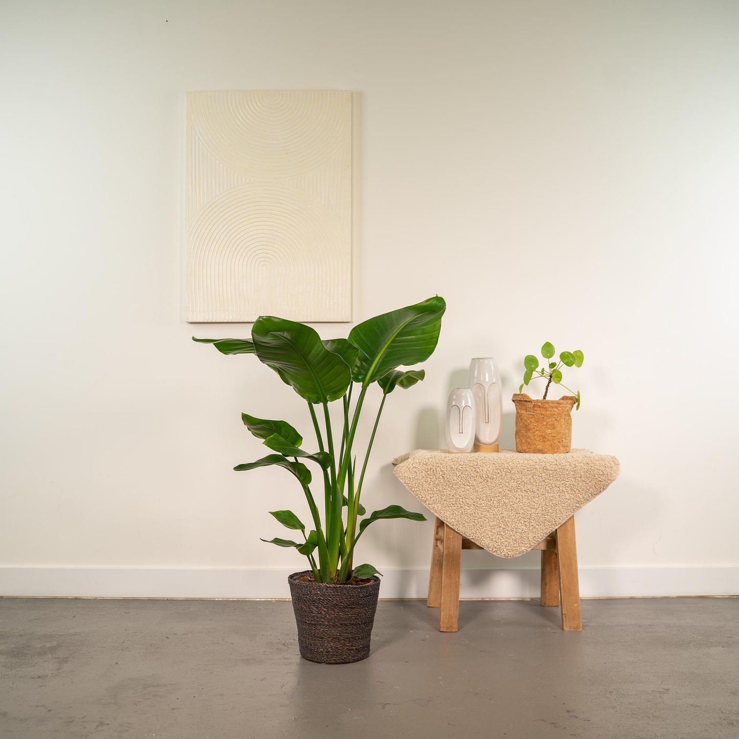 Strelitzia Nicolai Ø19cm – Luftreinigende Baumstrelitzie mit Korb