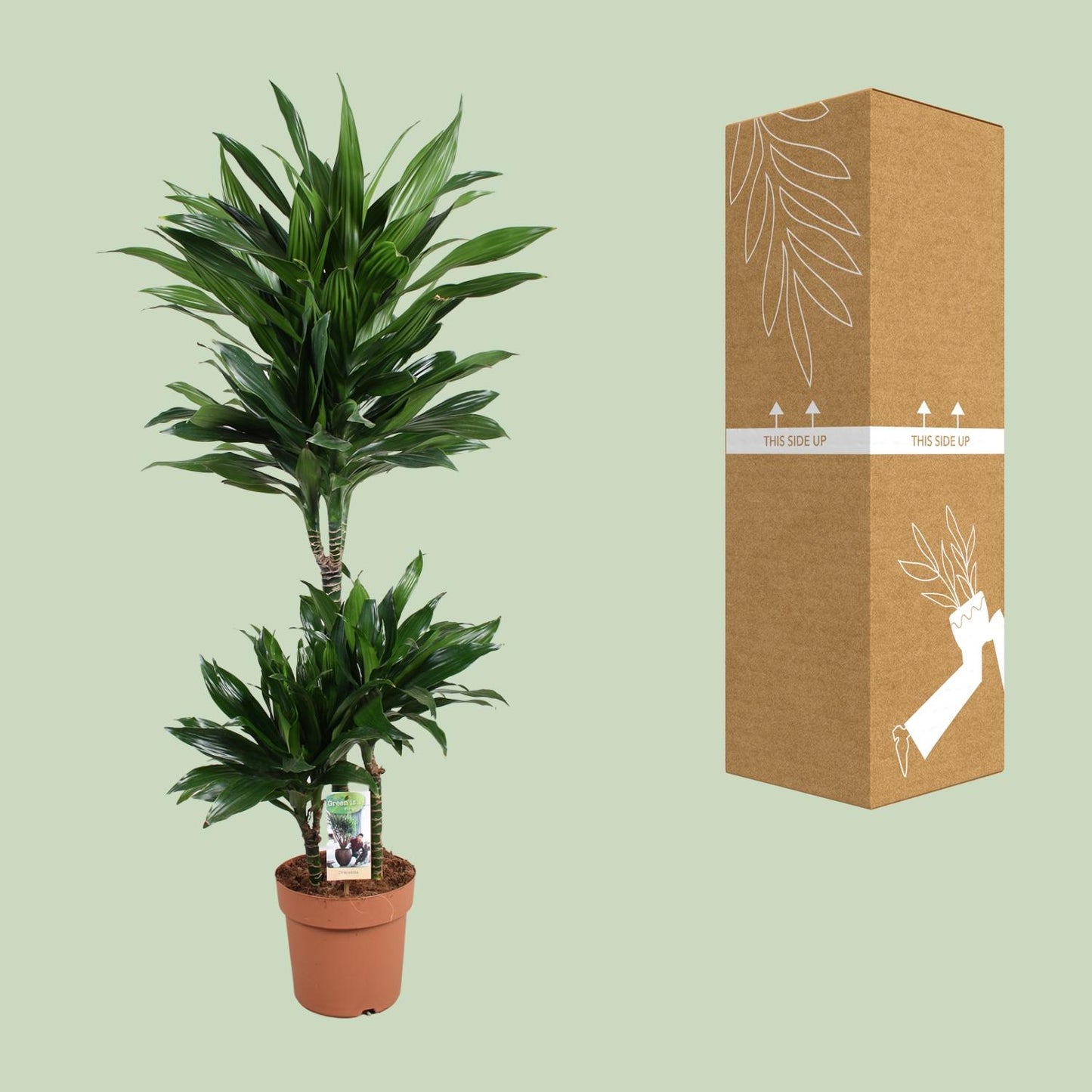 Dracaena Green Jewel – Pflegeleichte Grünpflanze Ø21cm