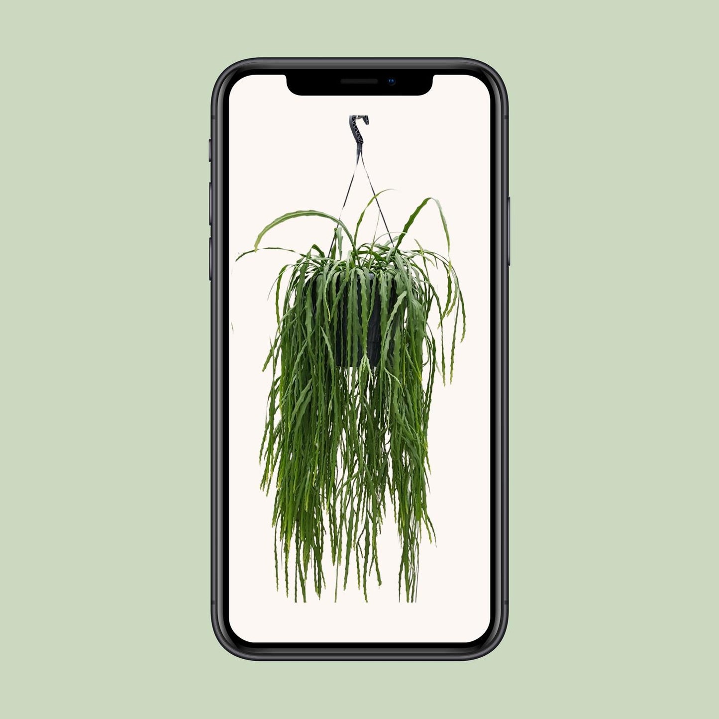 Lepismium Asuntapatense – Exotischer Hängekaktus 25cm