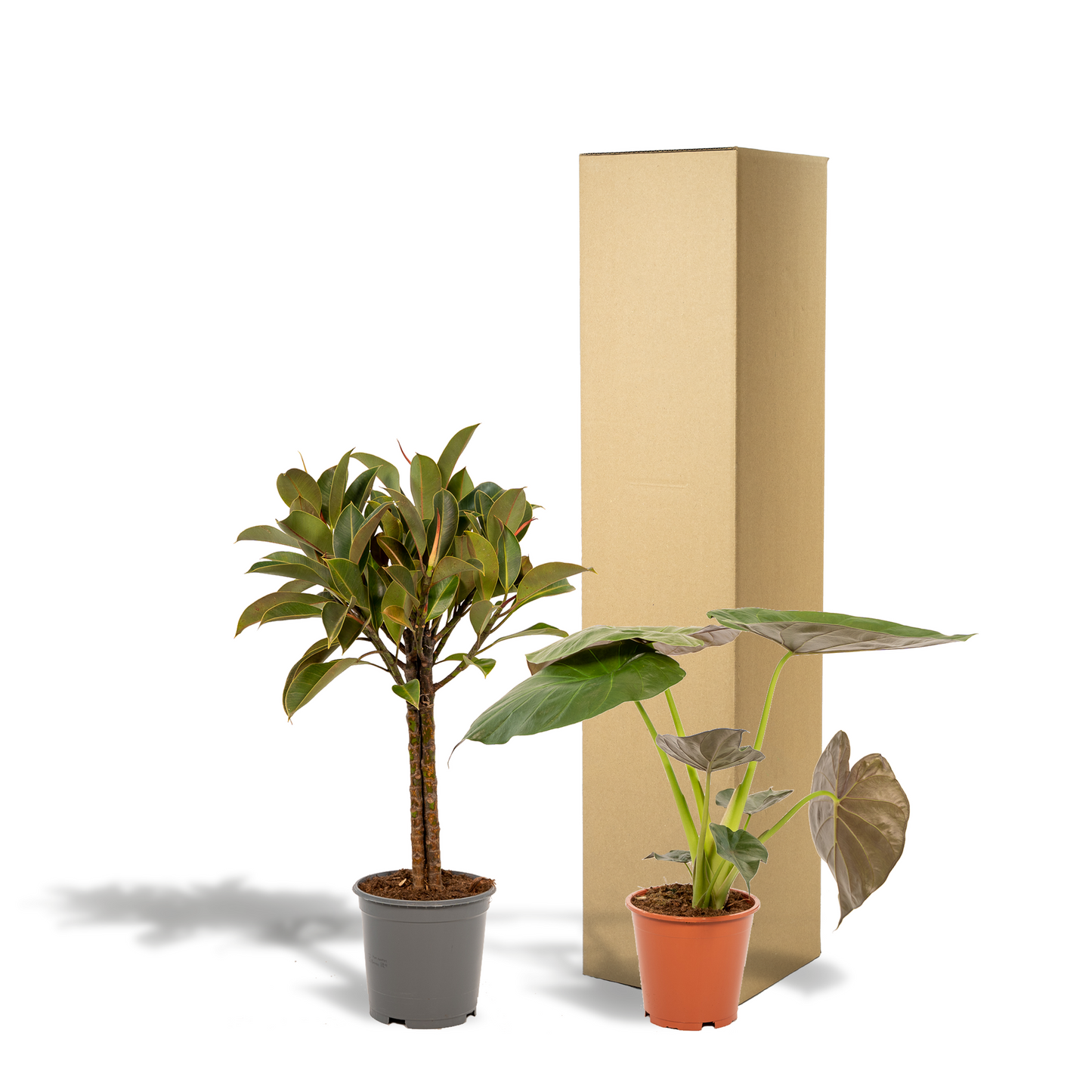 Ficus Elastica Melany & Alocasia Wentii Set – Ø21cm & Ø19cm