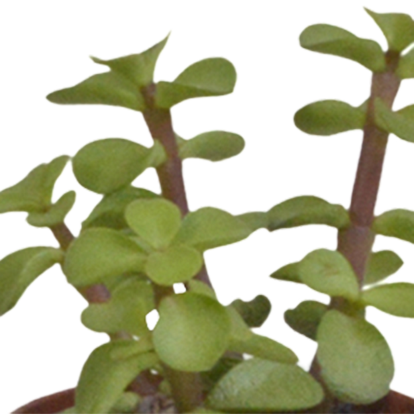 Vetplanten-Mischung 5,5 cm - 10er Set ohne Topf
