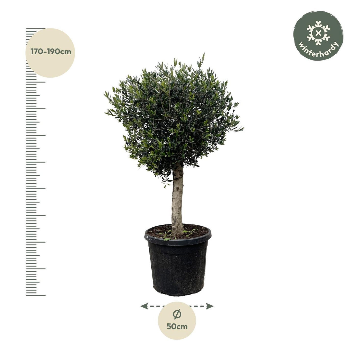 Olea Europaea Lorc – Eleganter Olivenbaum 180 cm