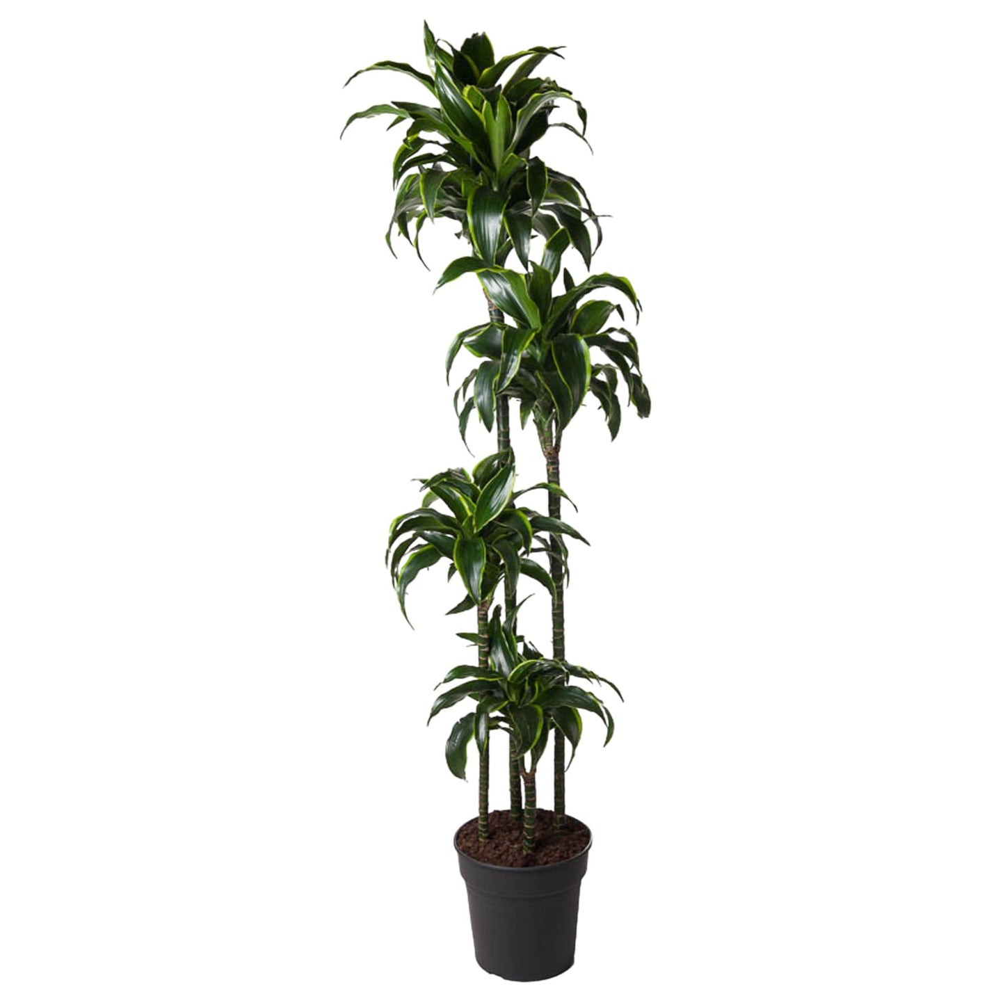Dracaena Dorado – 170 cm, pflegeleichte XXL-Zimmerpflanze