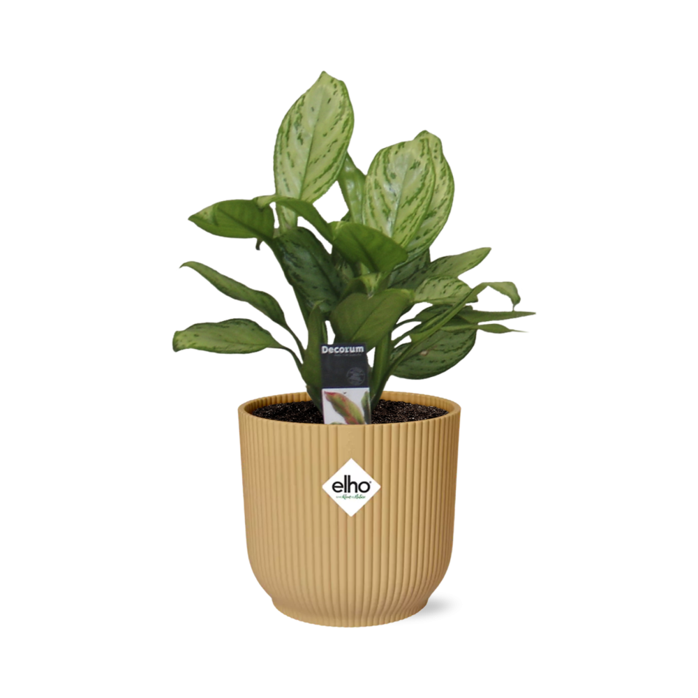 Aglaonema Christina in ELHO Vibes Fold 14cm Gelb – Pflegeleicht & Luftreinigend