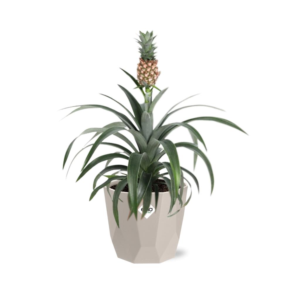 Ananas-Pflanze in ELHO b.for rock 14 cm warm grey