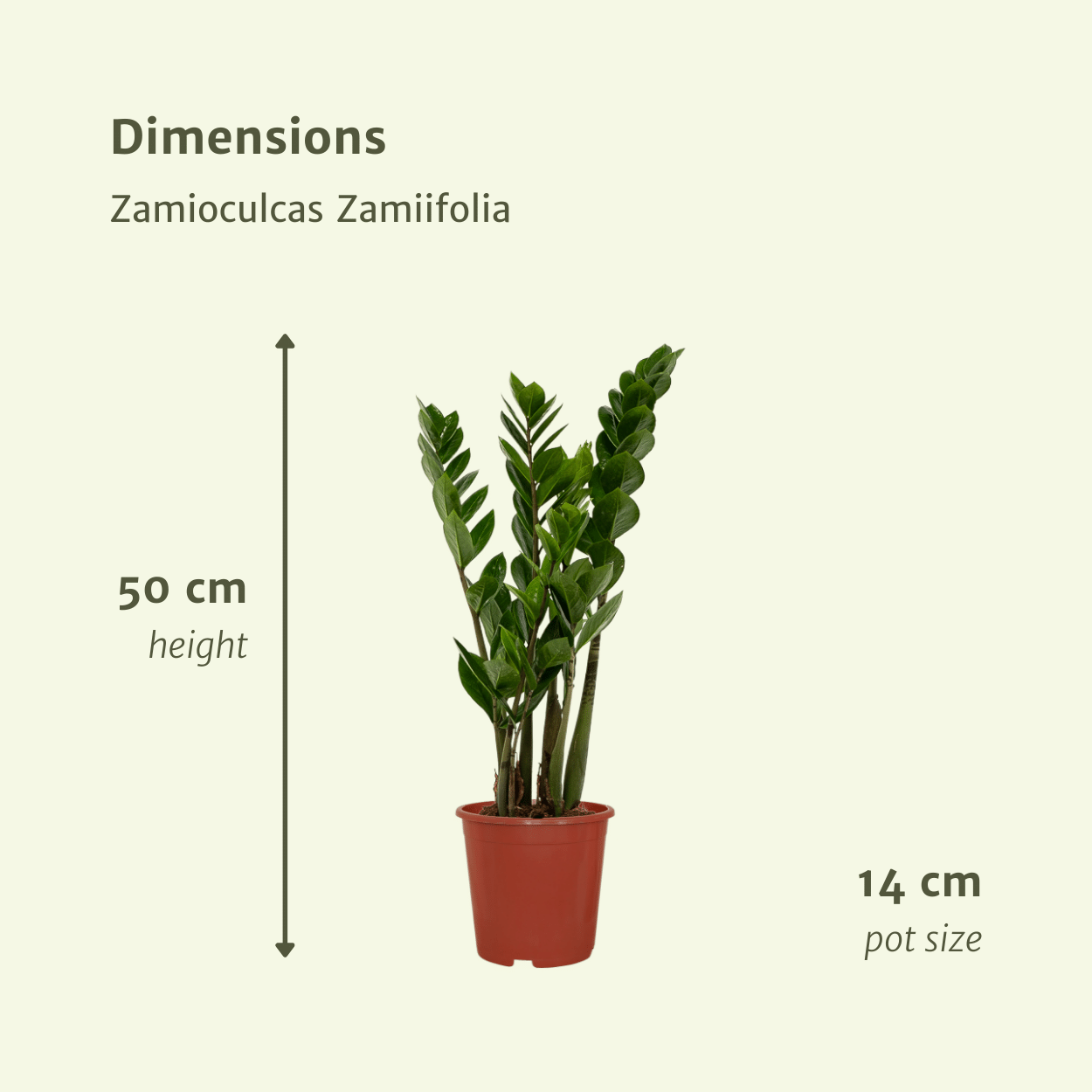 2x Zamioculcas Zamiifolia – Pflegeleichte Smaragdpalme 50 cm