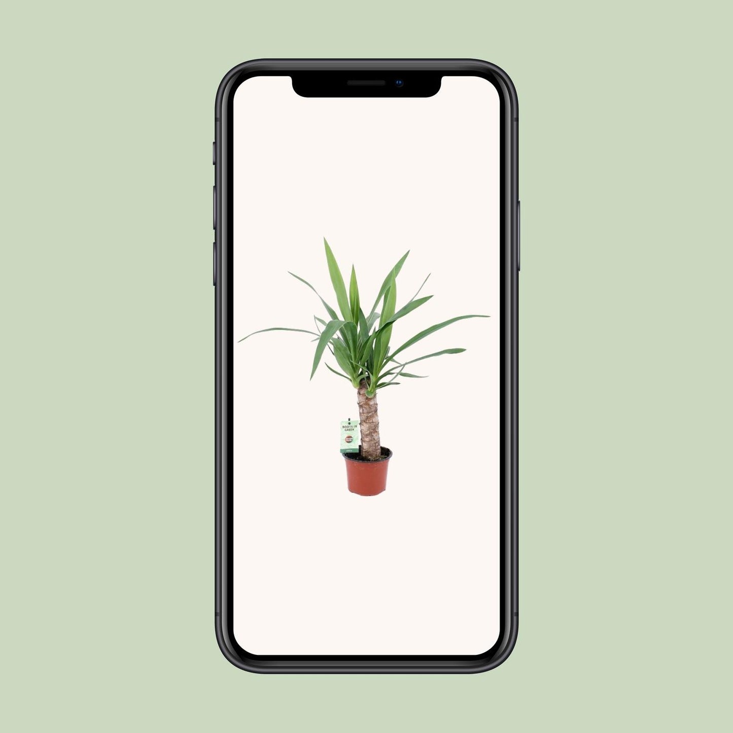 Yucca-Pflanze Ø12cm – Pflegeleicht & Stylisch
