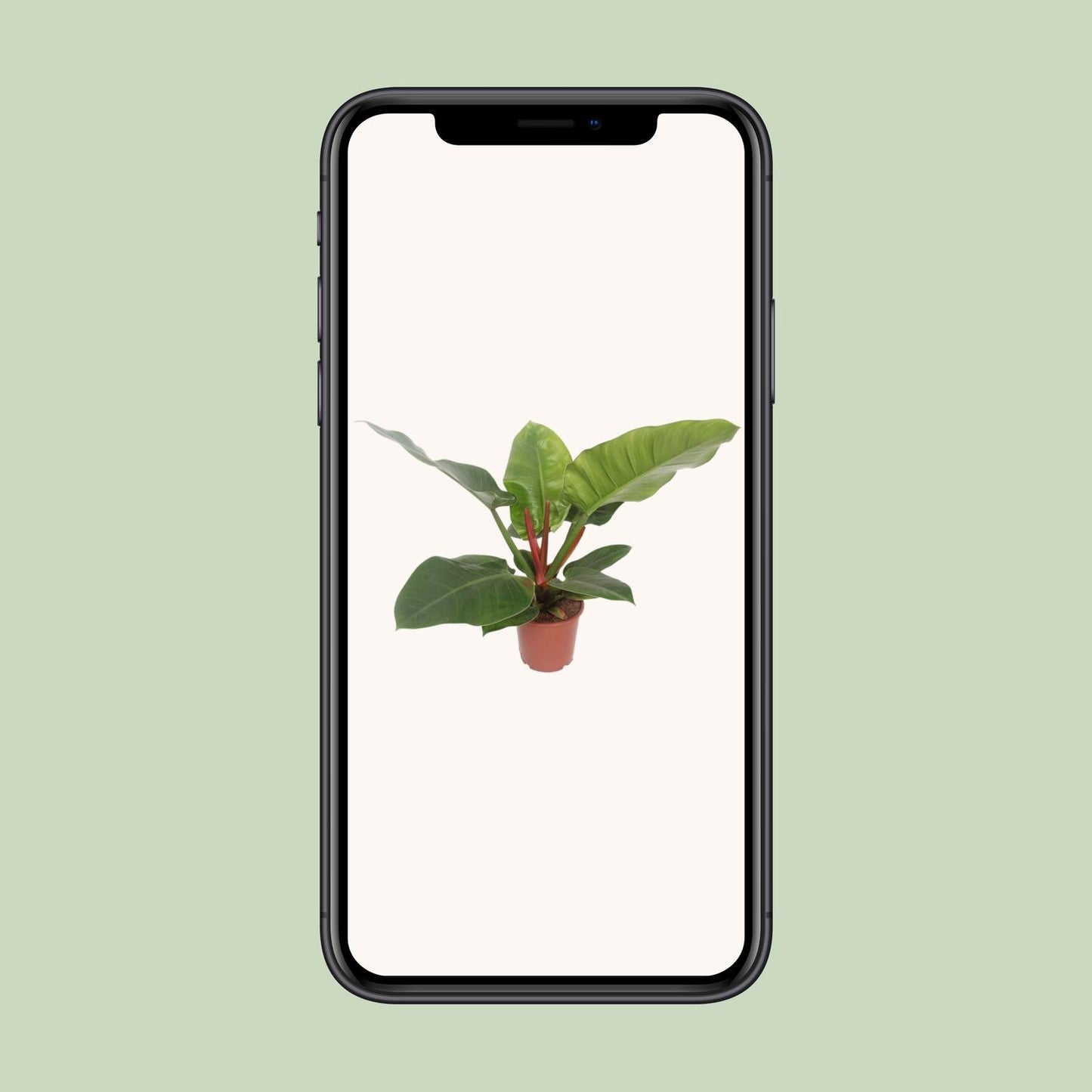 Philodendron Imperial Green – Pflegeleichte Zimmerpflanze Ø17cm