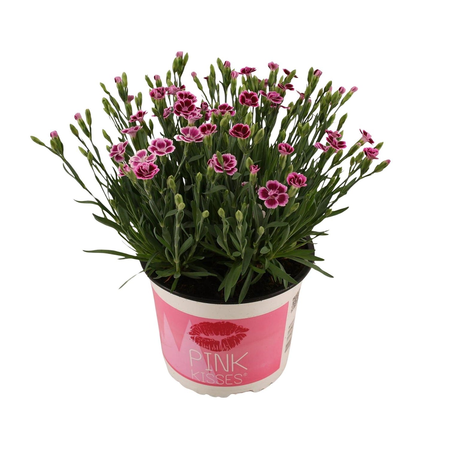 Dianthus Pink Kisses – Pflegeleichte Blütenpracht Ø17 cm