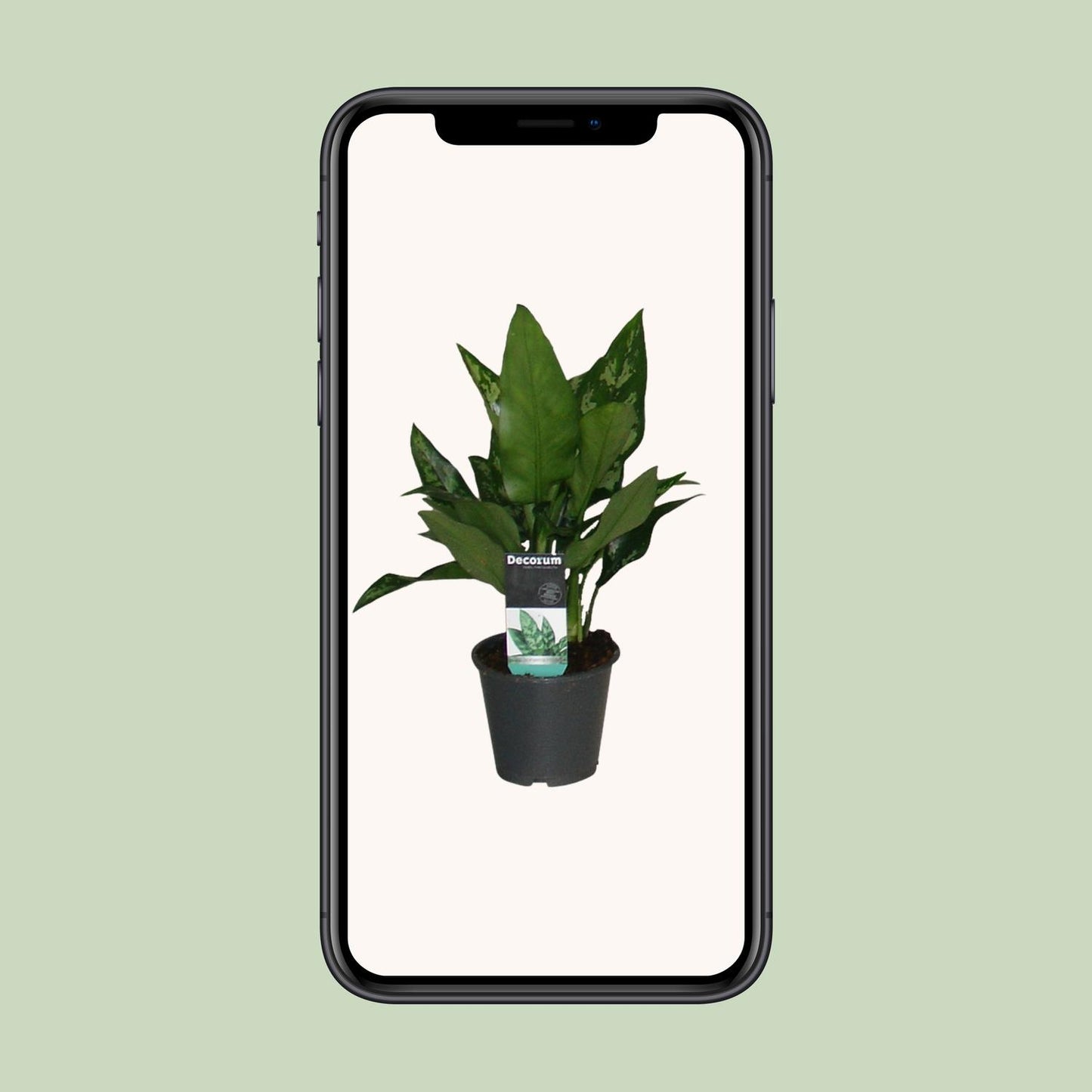 Aglaonema Maria – Pflegeleichte Zimmerpflanze Ø12cm, 50cm hoch