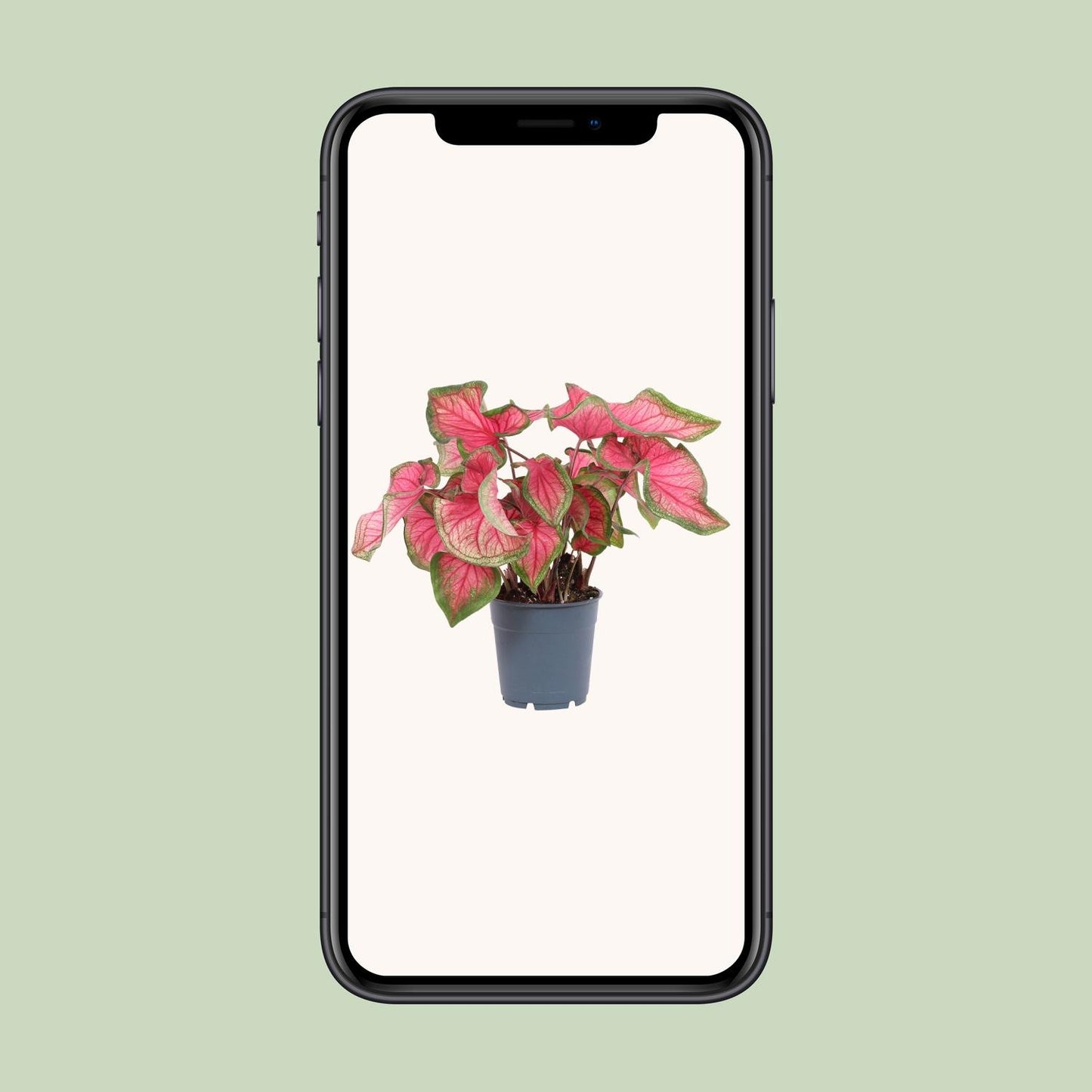 Caladium Sweetheart – Pflegeleichte Engelsflügel Ø12cm