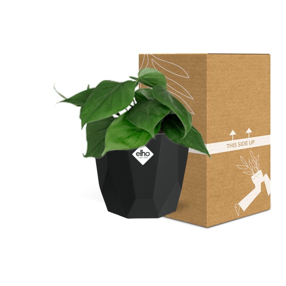 Philodendron Scandens – Pflegeleichte, grüne Zimmerpflanze 14cm Topf