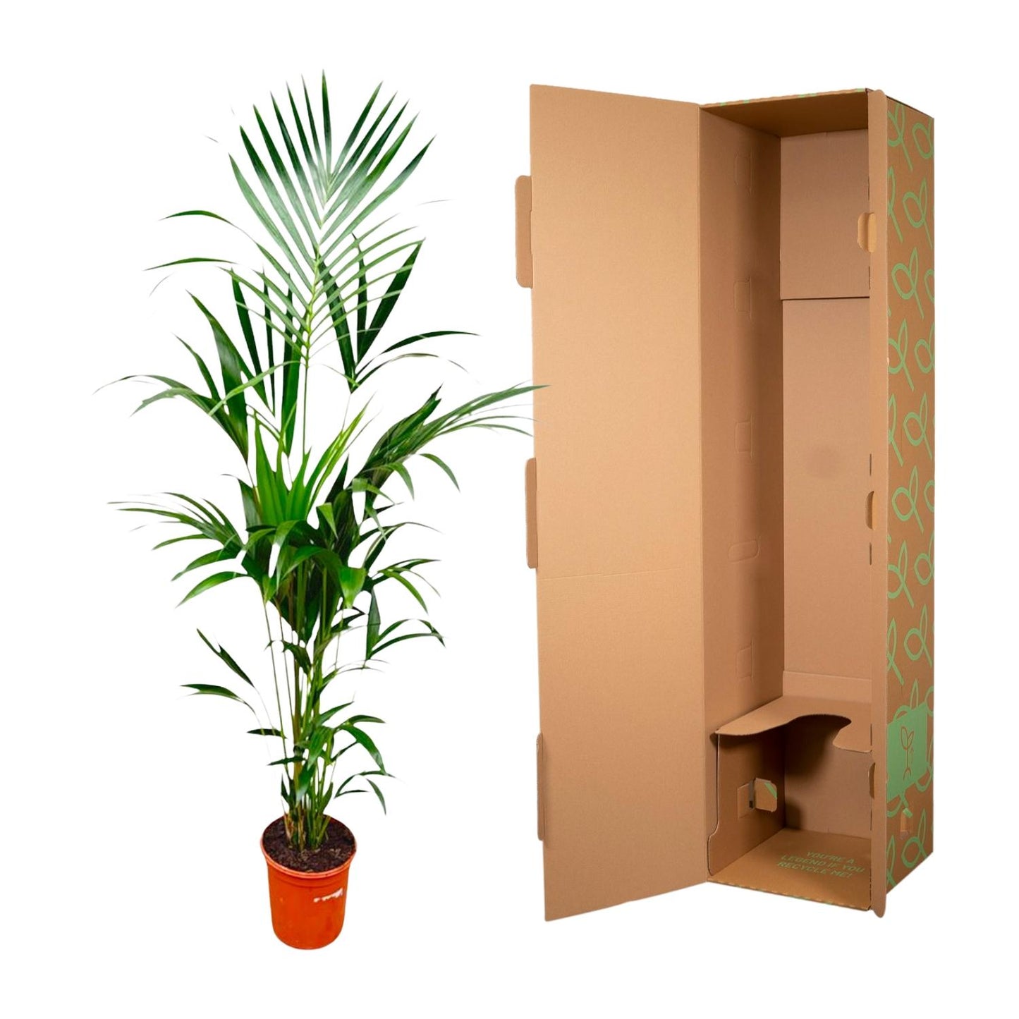 Kentia-Palme – 180 cm – pflegeleicht & elegant